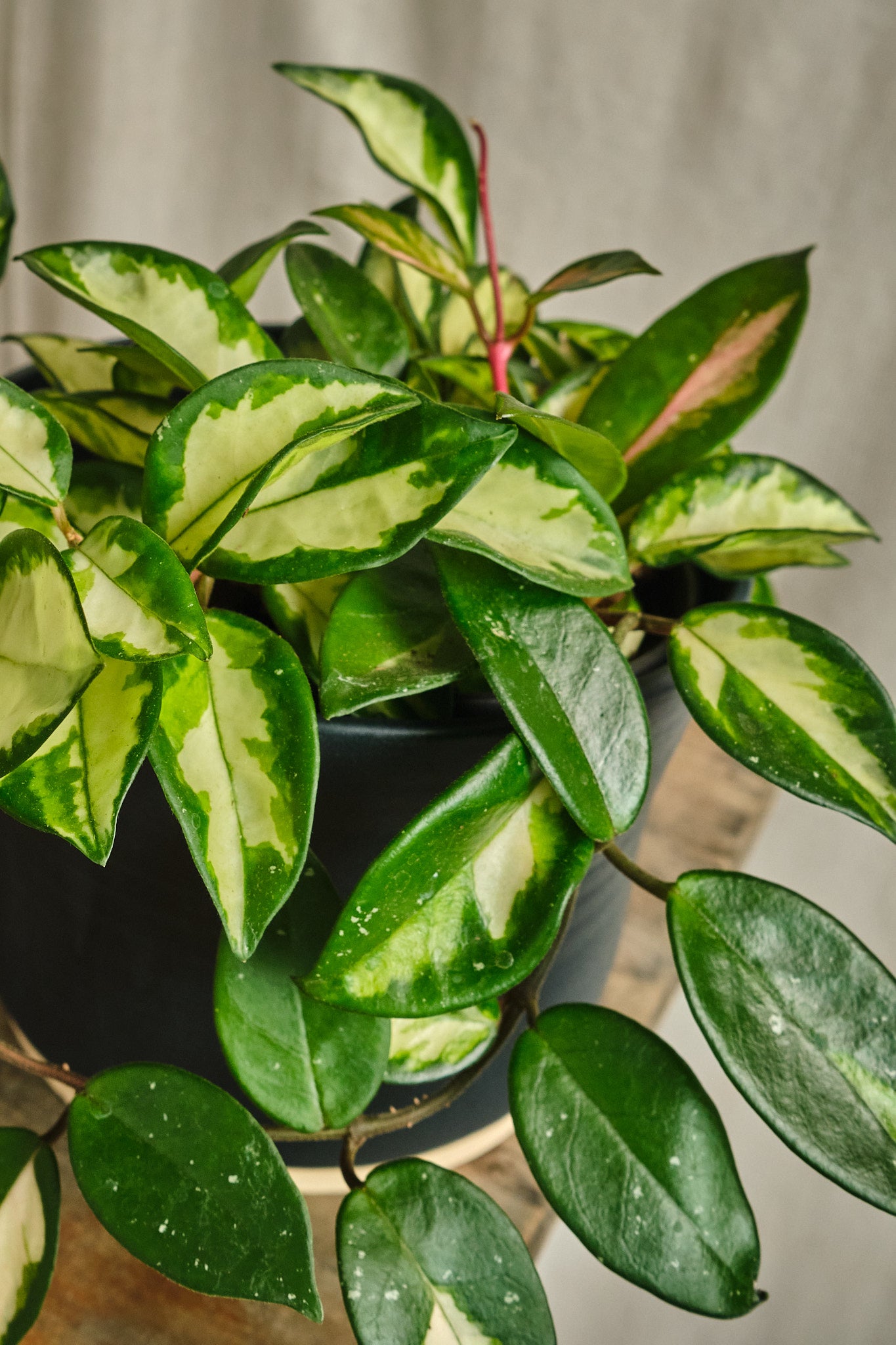 Hoya Carnosa Wax Plant - Live Houseplant for Home & Office Decor - Perfect for Hanging Baskets, Shelves, and Indoor Gardens