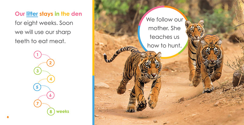 Baby Tigers Book - ISBN 9781640262522 - Perfect for Kids' Bedtime Stories & Animal Lovers