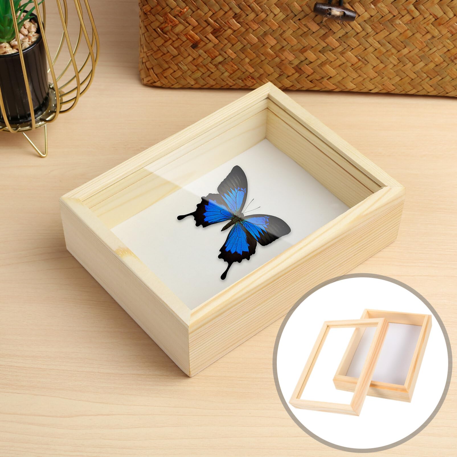 Butterfly Specimen Display Case - Entomology Shadow Box Frame for Butterfly Collections, Collages & Specimen Preservation | Perfect for Home Decor, Science Classrooms & Museum Exhibits