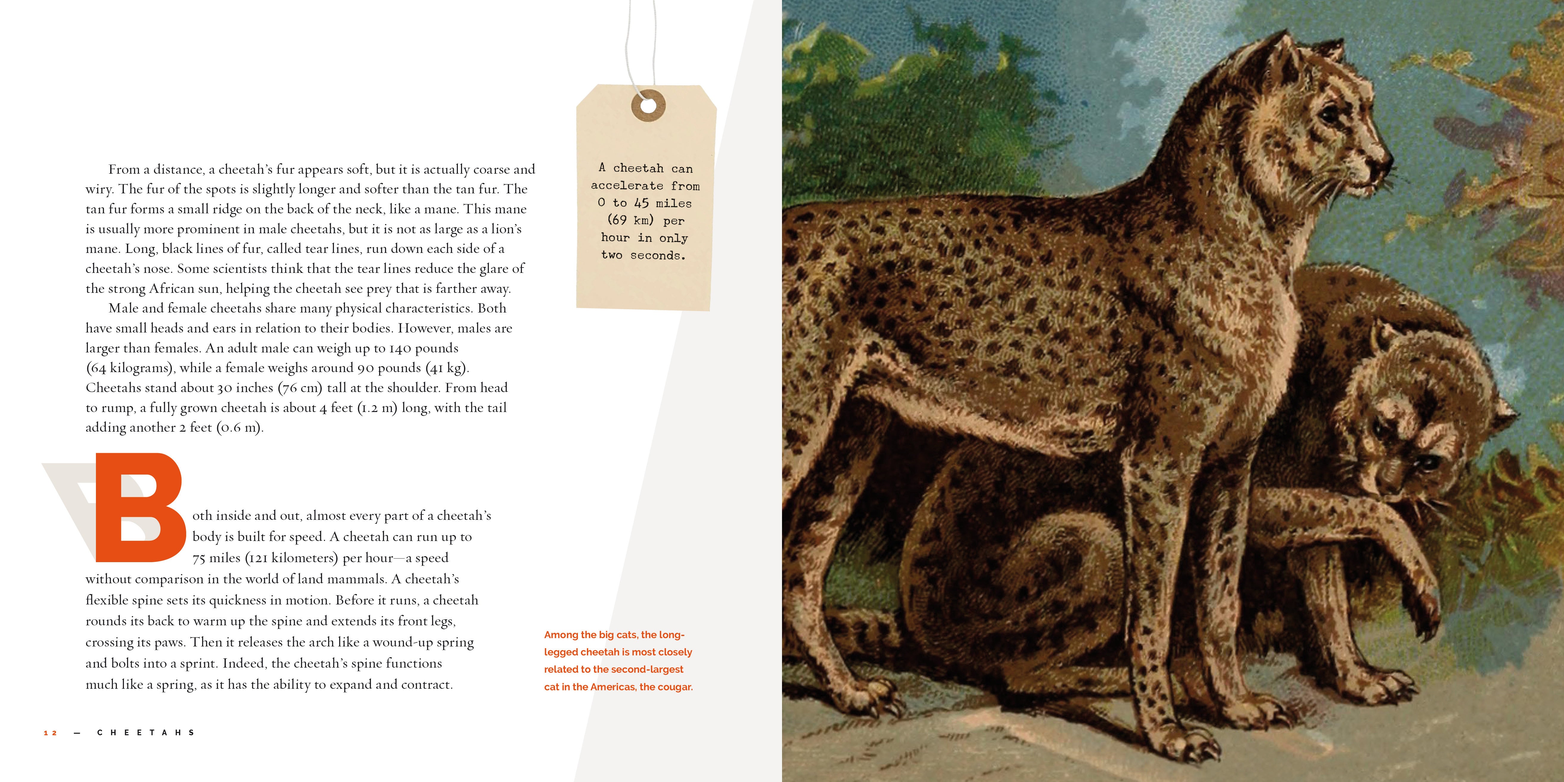 Cheetahs Book 9781640265219 - Wildlife & Nature Guide for Animal Lovers, Perfect for Education & Safari Enthusiasts