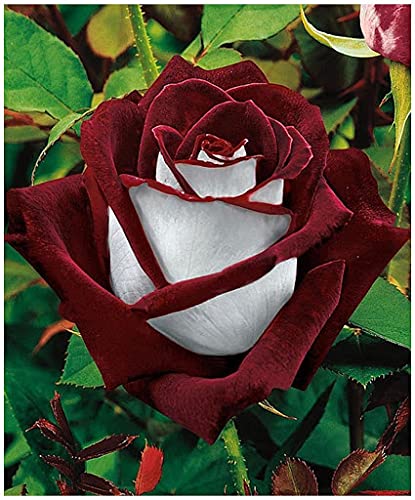 Dichondra White Blood Rose Flower Seeds for Planting - Rare & Beautiful Ground Cover Plants for Garden, Landscaping, and Outdoor Decor