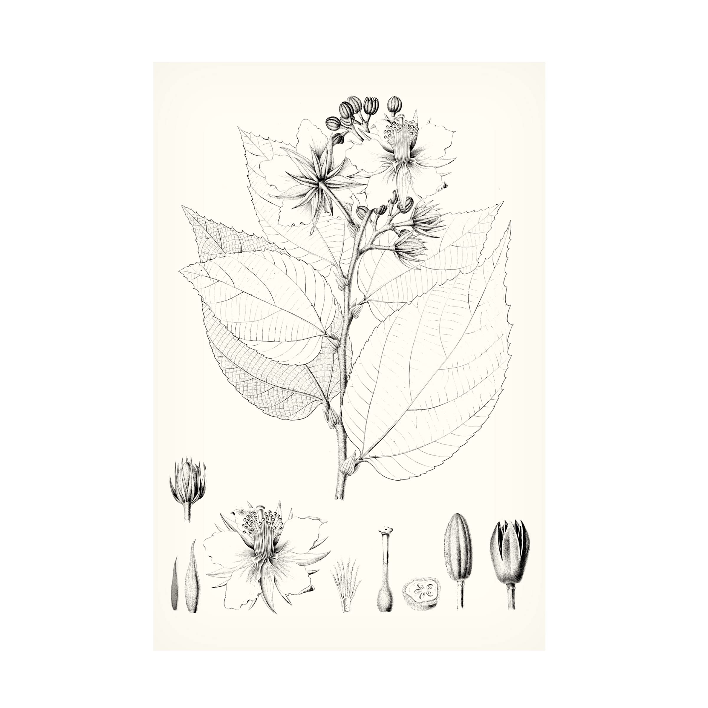 Trademark Fine Art 'Illustrative Leaves III' Canvas Wall Art Print by Vision Studio - Perfect for Living Room, Bedroom & Office Decor