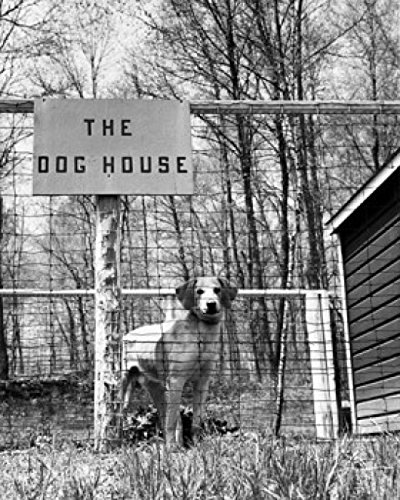 Dog Standing in a Kennel Poster Print - 18x24 Inches Wall Art Decor for Pet Lovers - Perfect for Living Room, Bedroom, or Dog-Themed Nursery