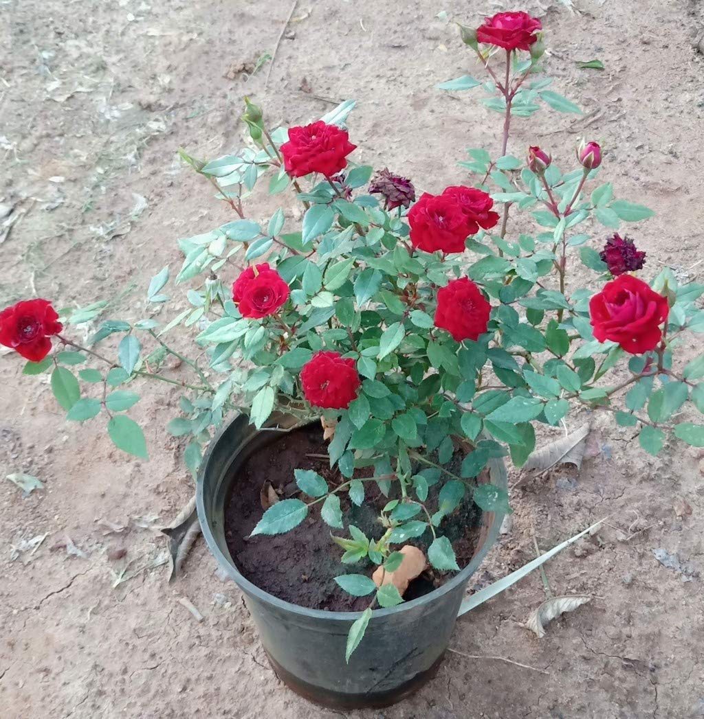 OhhSome Red Rose Plant (Button Rose) - Strong Stem for Fresh Cut Flowers, Home Decor, and Garden Landscaping
