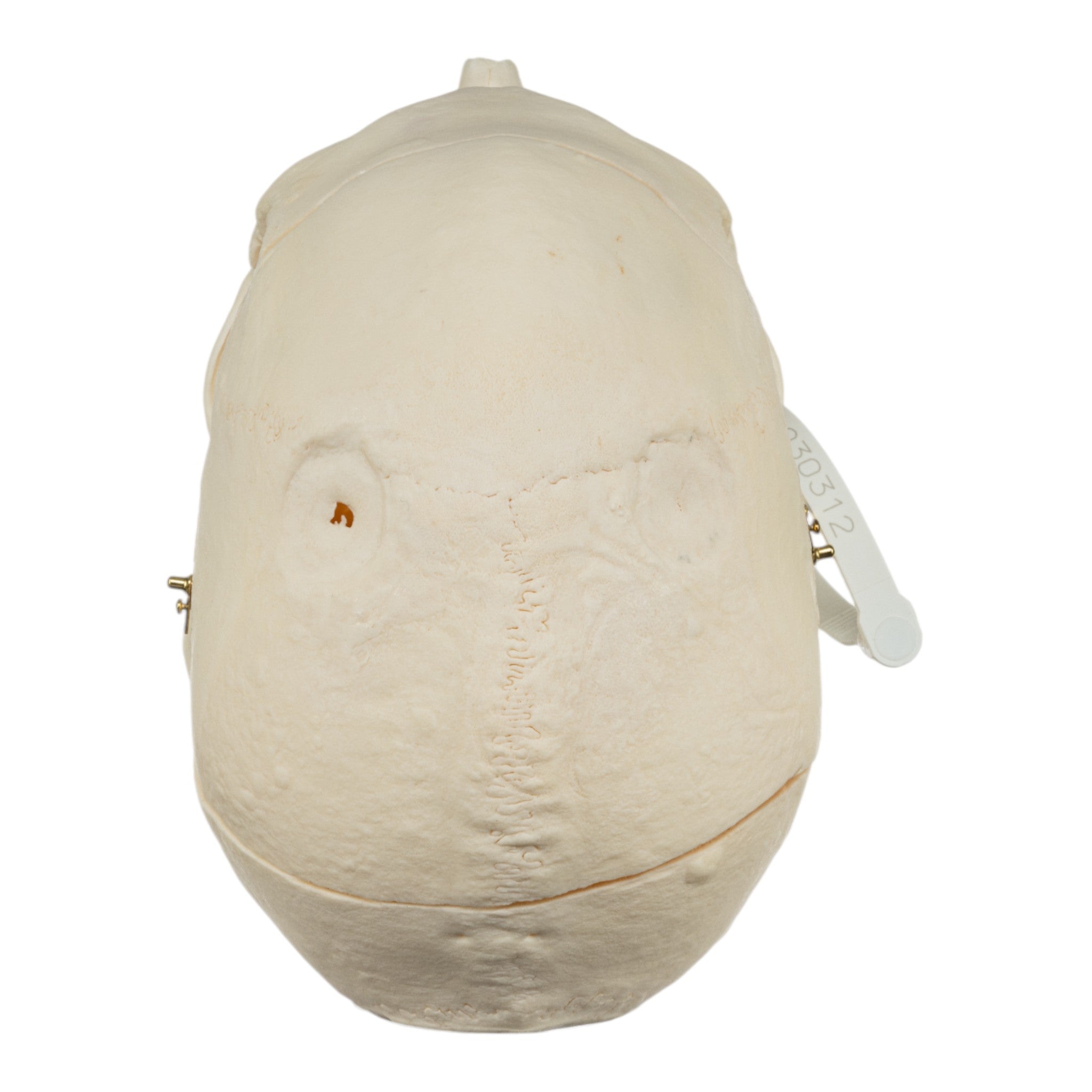 Premium Anatomical Human Skull Model for Medical Research & Pathology Studies - Ideal for Medical Training, Classroom Education & Forensic Analysis
