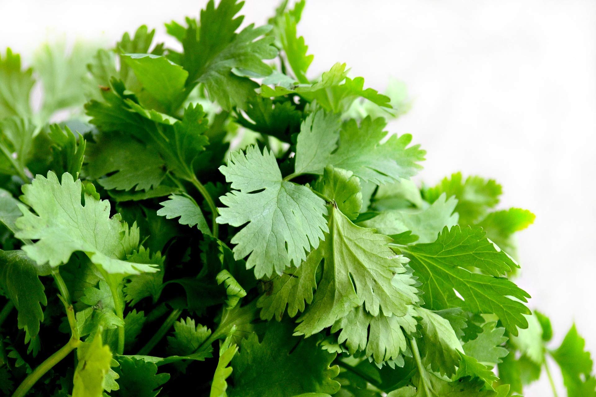 Organic Non-GMO Slow Bolt Cilantro Seeds - 5g Pack - Fresh Herb Gardening for Cooking, Salsa & Mexican Dishes - Indoor/Outdoor Planting