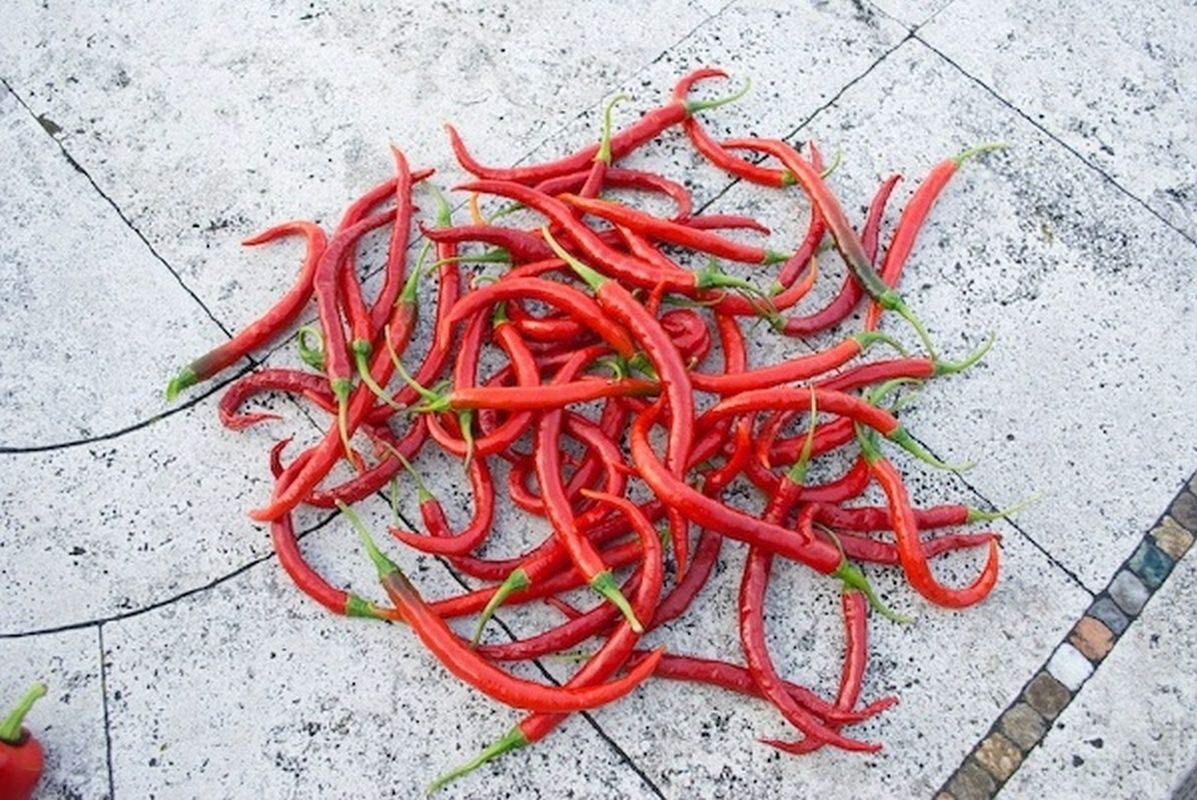 Kung Pao Asian Pepper Seeds (50 Count) - Hot & Spicy Chinese Chili for Authentic Stir-Fry, Szechuan Cuisine & Home Gardening - Perfect for Asian Cooking, Hot Sauce Making & Organic Herb Gardens