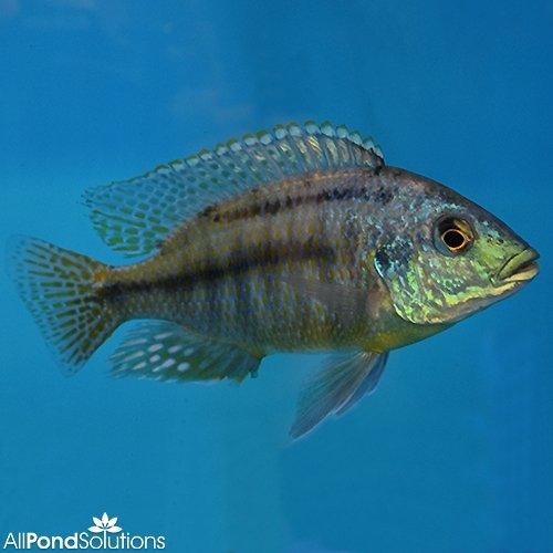 Red Empress Cichlid (Protomelas taeniolatus) - Stunning Tropical Fish for Aquarium & Fish Tank Decoration | Perfect for African Cichlid Enthusiasts