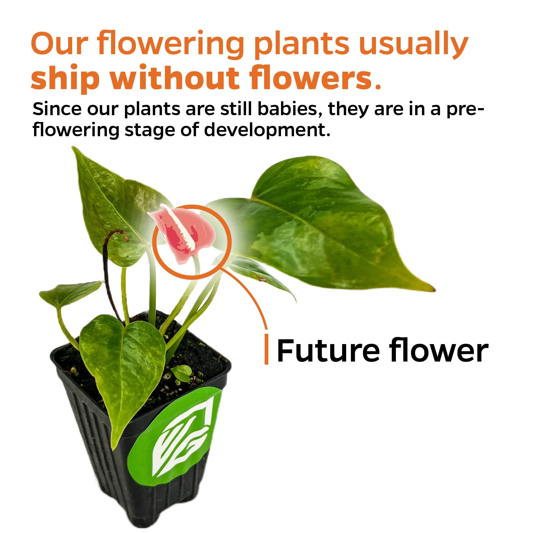 Medinilla Myriantha Live Orchid Plant - Malaysian Flowering Plant for Indoor & Outdoor Gardens | Vibrant Blooms, Easy Care Starter Plant by Wellspring Gardens | Perfect for Home Decor, Office Spaces & Tropical Garden Landscaping