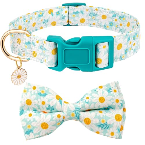 Cyan Daisy