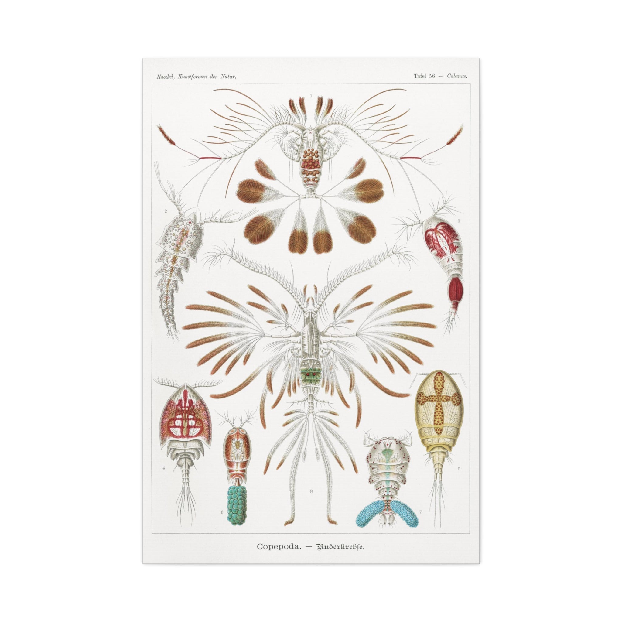 Copepoda Ruderkrebse by Ernst Haeckel - Premium Canvas Art Print for Home & Office Decor | Marine Biology Wall Art | Scientific Illustration Gift
