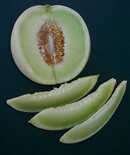 Honey Dew Green Flesh Melon Seeds - Sweet Lime-Green Flesh, Extra Juicy (25 Seeds) | Perfect for Home Gardening, Fresh Salads & Healthy Snacks