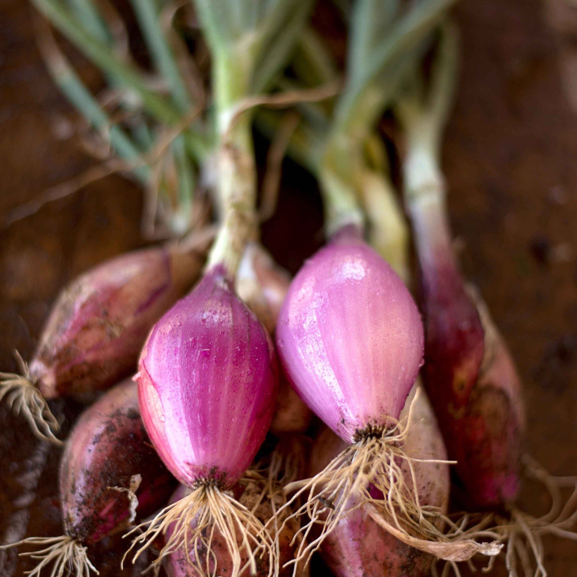 Red Long of Tropea Onion Seeds (Allium cepa) - 100 Count Capsule for Planting, Gardening & Storage - Perfect for Home Gardens, Urban Farming & Sustainable Agriculture