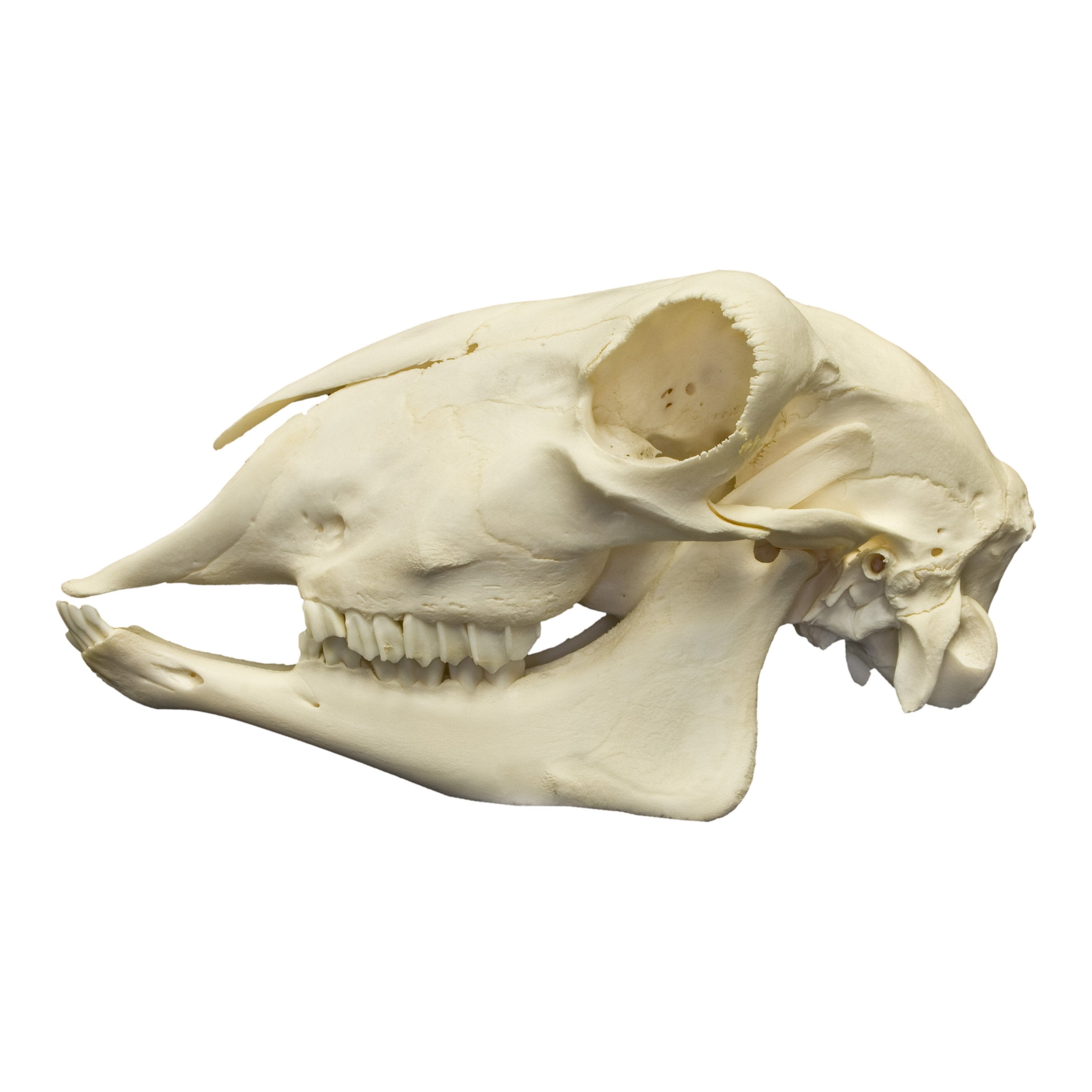 Real Sheep Skull - Authentic Animal Skull for Home Decor, Gothic Display, Halloween Props & Educational Use