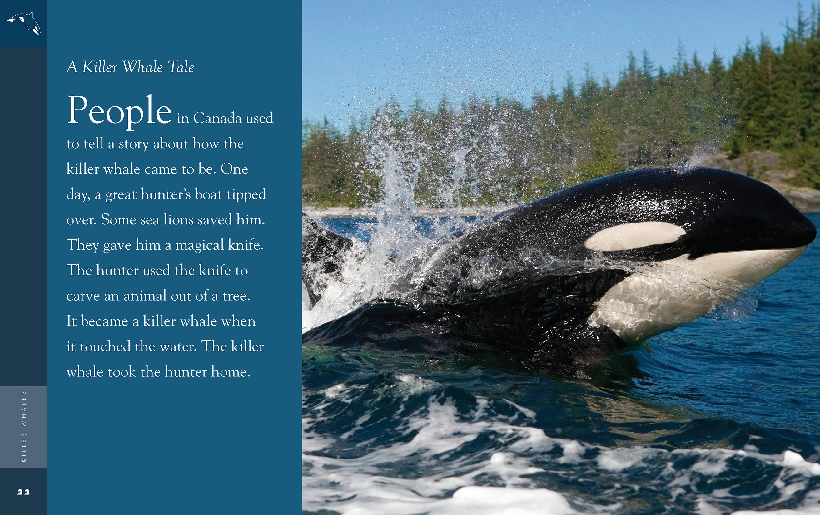 Killer Whales Book - 9781640263833 | Marine Life Educational Guide for Kids & Adults | Perfect for School Projects & Ocean Enthusiasts
