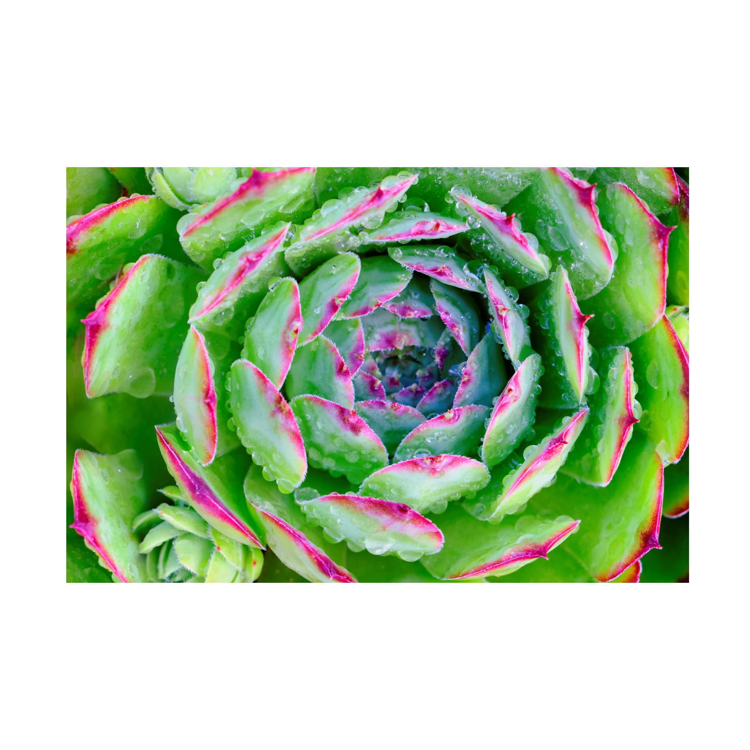 Sempervivum Close Up Canvas Wall Art by Cora Niele - Botanical Home Decor for Living Room, Bedroom & Office - Stretched Framed Ready to Hang Floral Print
