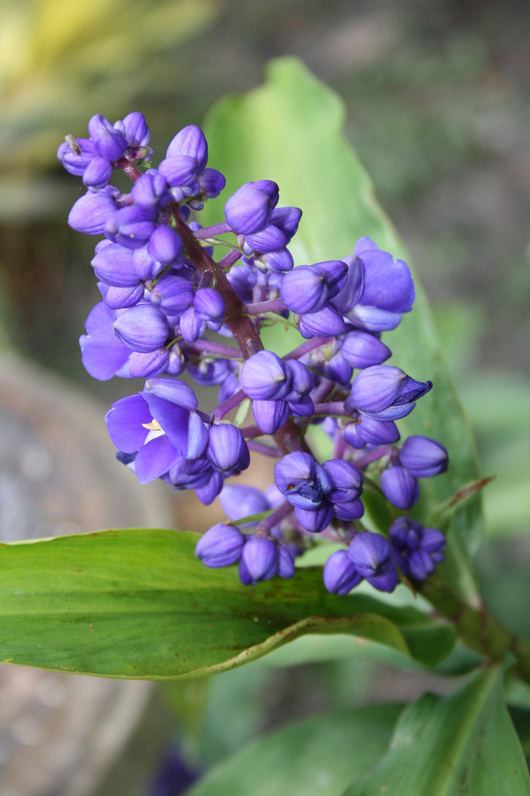 Blue Hawaiian Ginger Plant Root - Fresh & Grown in Hawaii - Tropical Garden & Landscaping Plant - Perfect for Home Decor, Wedding Bouquets & Hawaiian Themed Parties