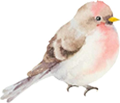 Sweet Fluffy Wild Forest Bird Watercolor Art Vinyl Sticker - 4 Inch Tall Pink & White Bird Decal for Laptop, Water Bottle, Notebook & DIY Crafts