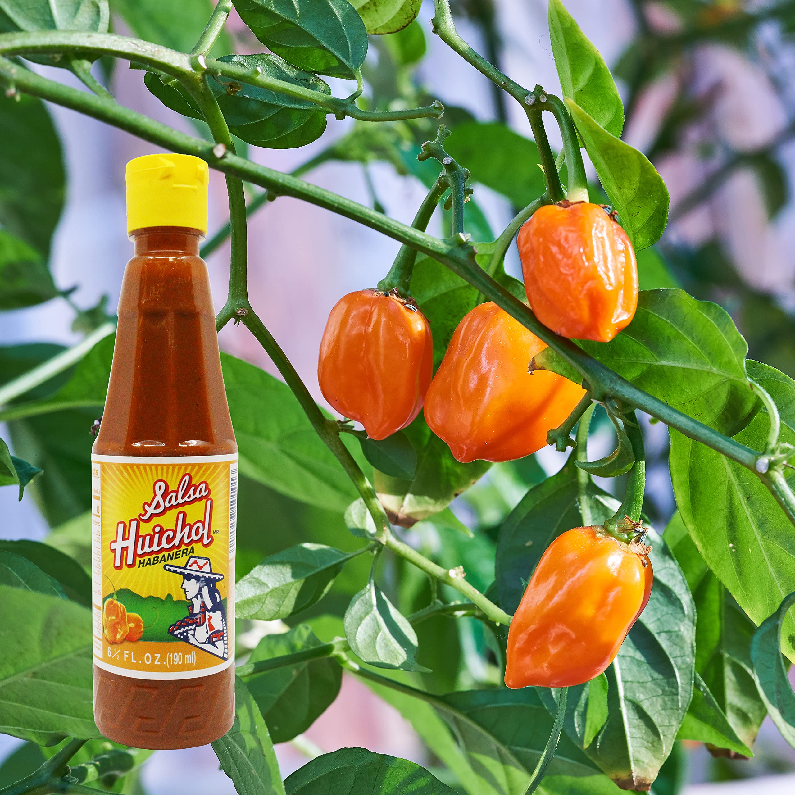 Spicy Salsa Huichol Habanera Hot Sauce - 6.5 oz Bottle - Authentic Mexican Hot Sauce for Tacos, Burritos & Grilled Meats - Perfect for Home Cooking & Restaurant Use