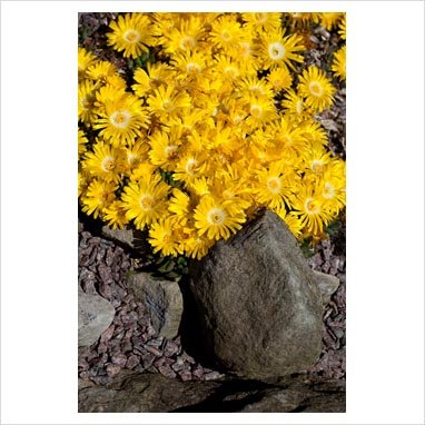 100 Gelato Yellow ICE Plant Mesembryanthemum Daisy Livingstone Flower Seeds - Drought-Tolerant Ground Cover for Sunny Gardens & Rock Landscapes