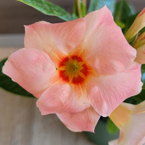 Giant Peach