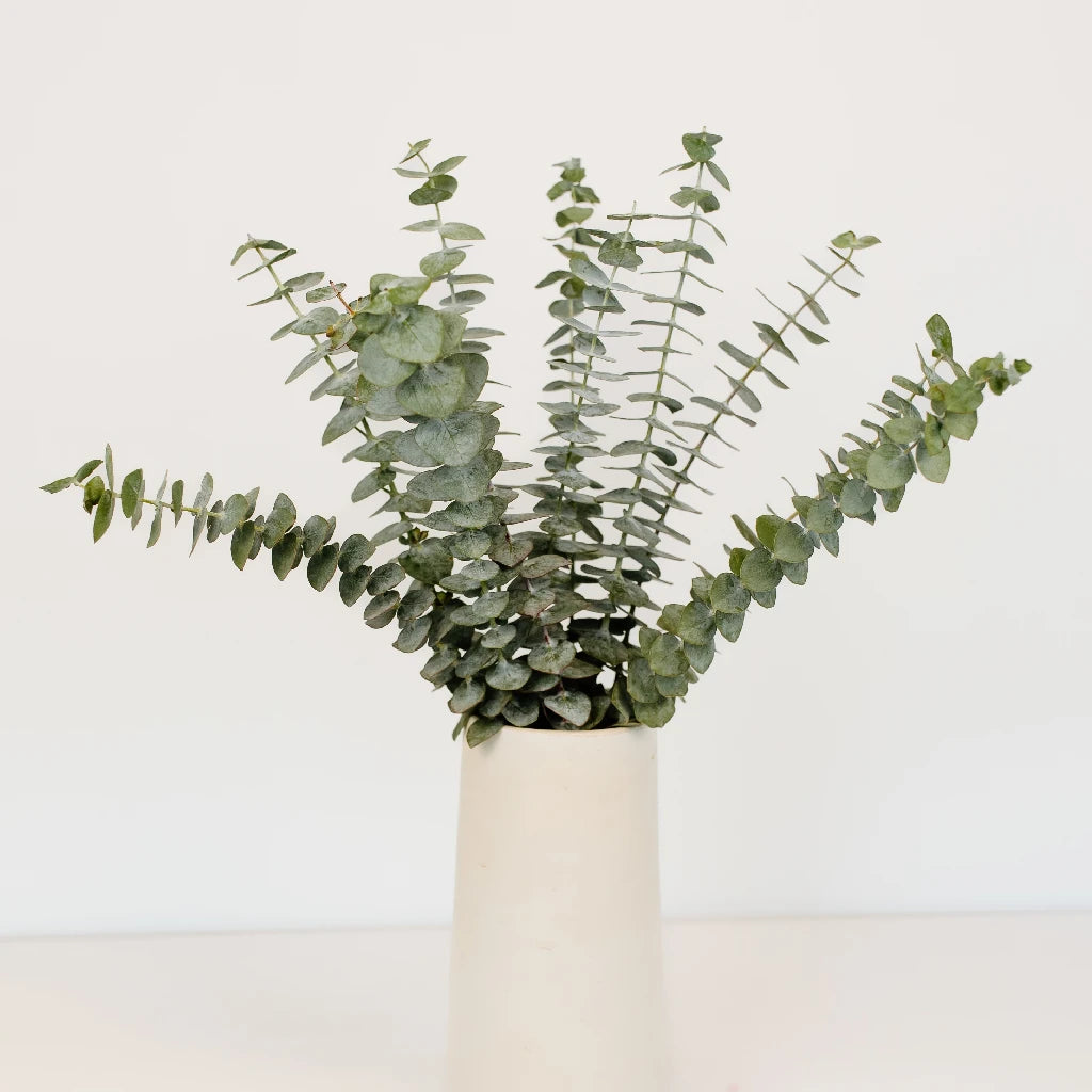 Fresh Baby Eucalyptus Greenery for Home Decor, Wedding Bouquets & Floral Arrangements - Natural Aromatic Leaves for DIY Crafts, Centerpieces & Spa Relaxation
