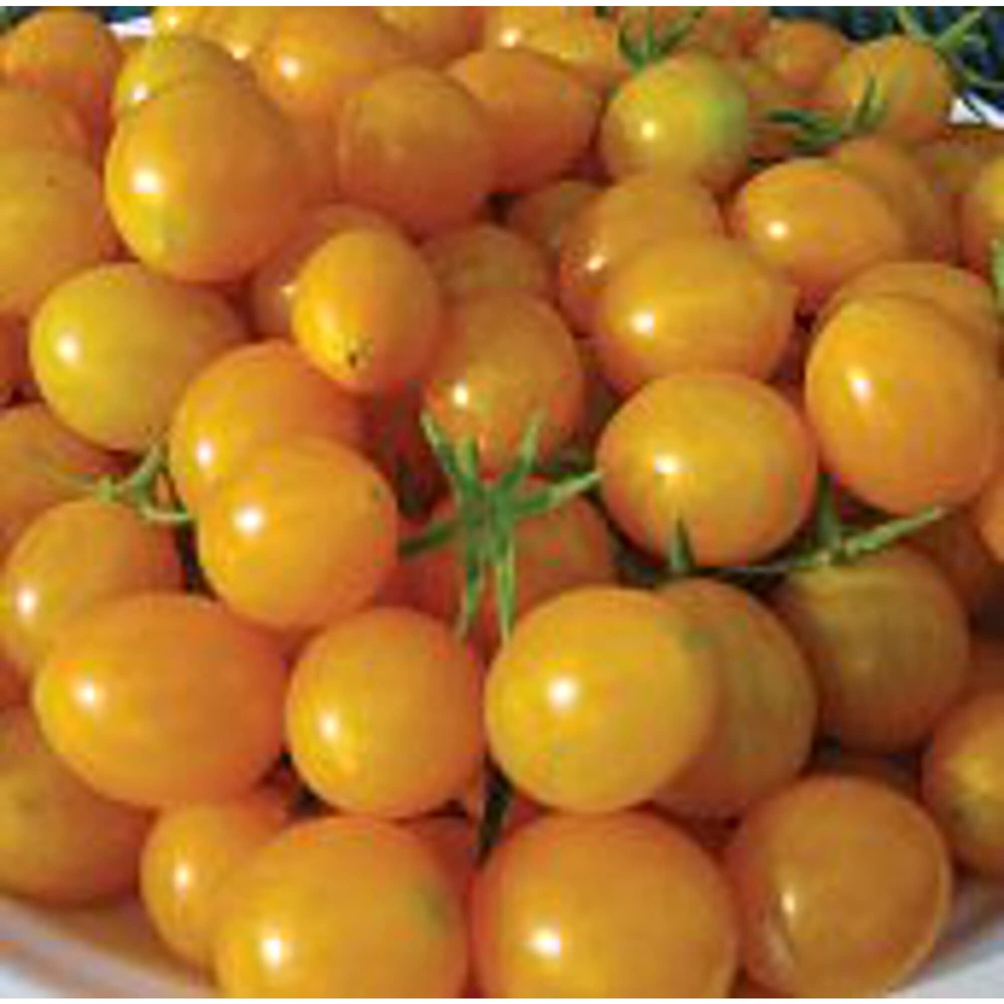 Organic Blondkopfchen Tomato Seeds (20+ Seeds) - Non-GMO Heirloom Variety for Home Garden, Greenhouse & Container Planting | Perfect for Salads, Sauces & Fresh Eating