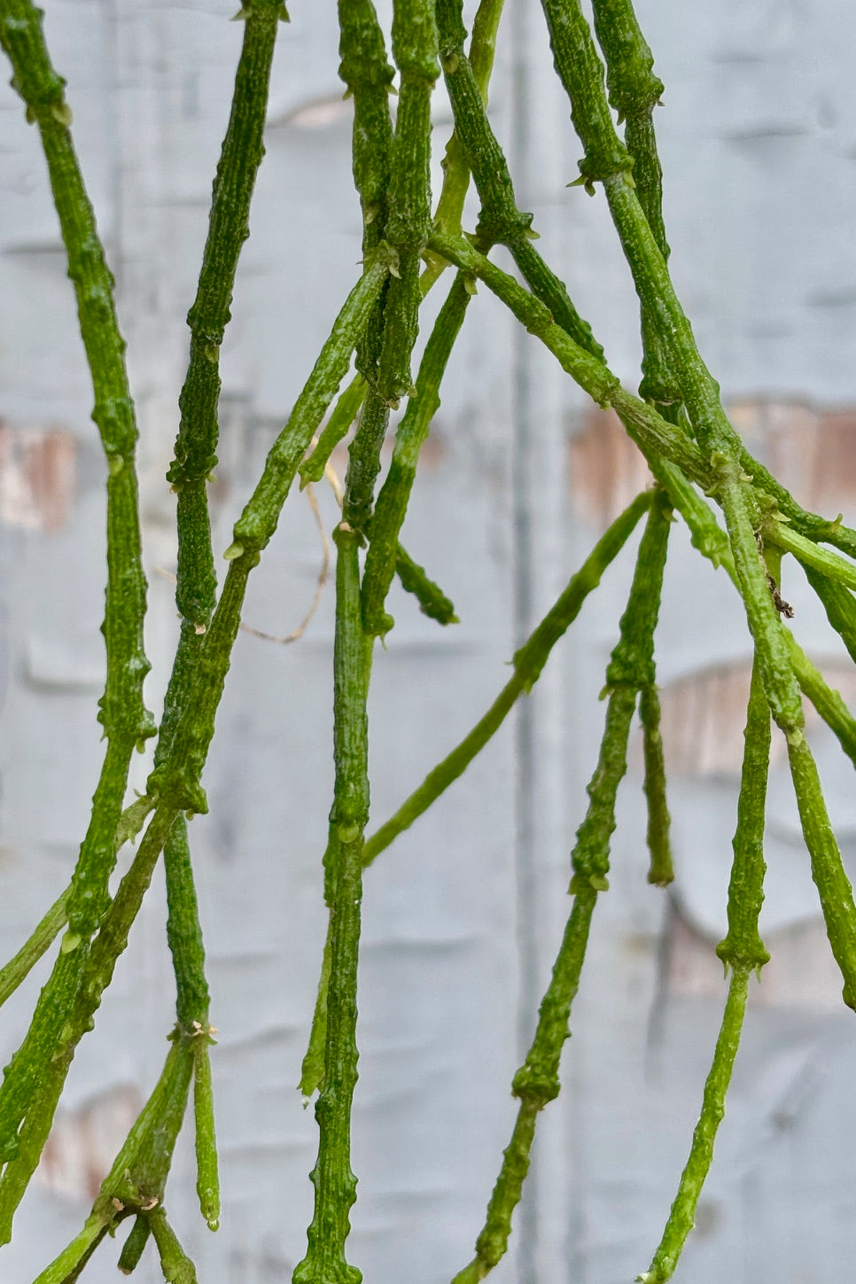Cynanchum Marnierianum Succulent Plant - Rare Live Succulent for Home Decor, Office Desk, and Garden Landscaping