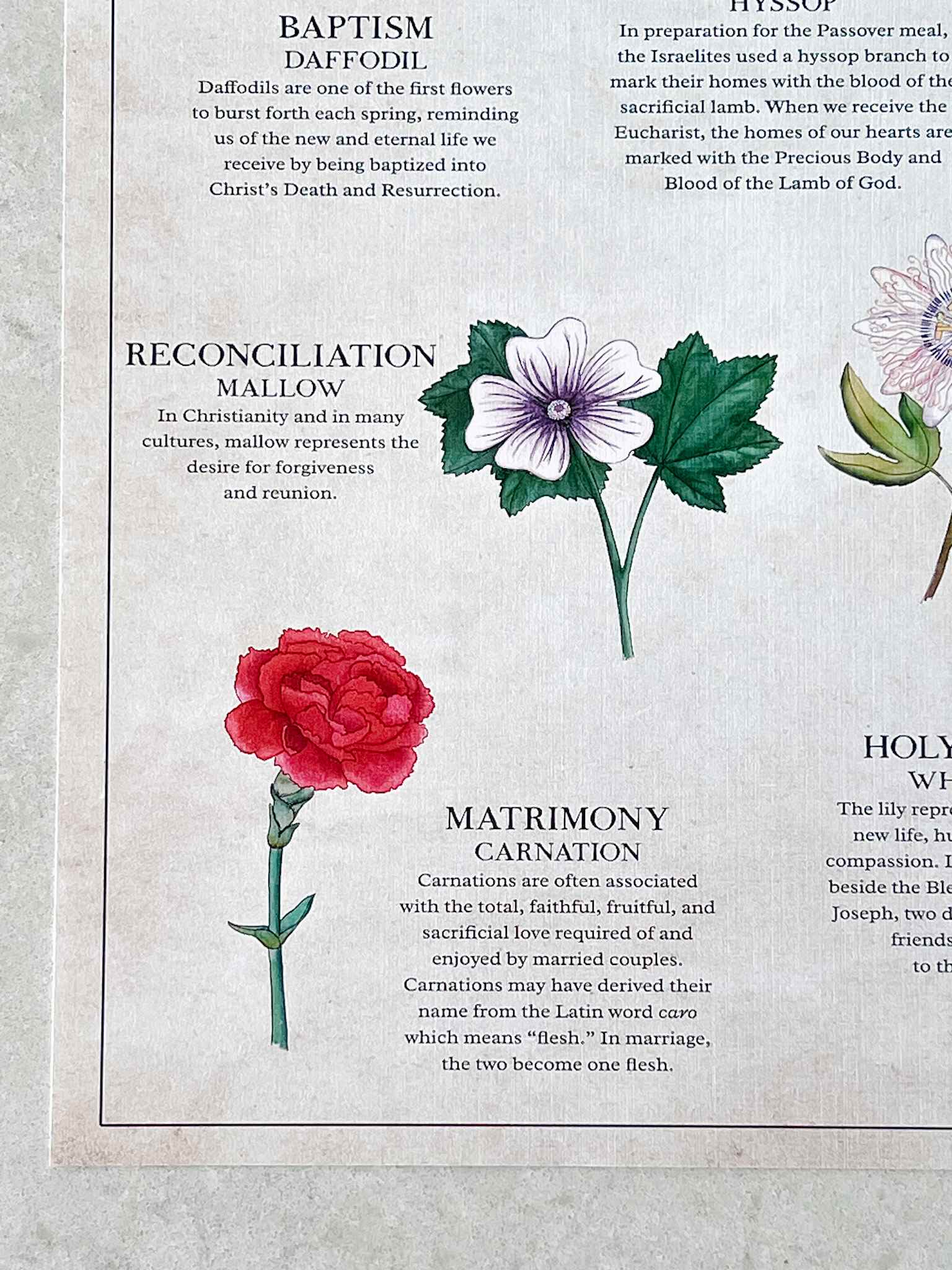 The Seven Sacraments Catholic Religious Art Print - Perfect for Home Decor, Church Display & Gift Giving