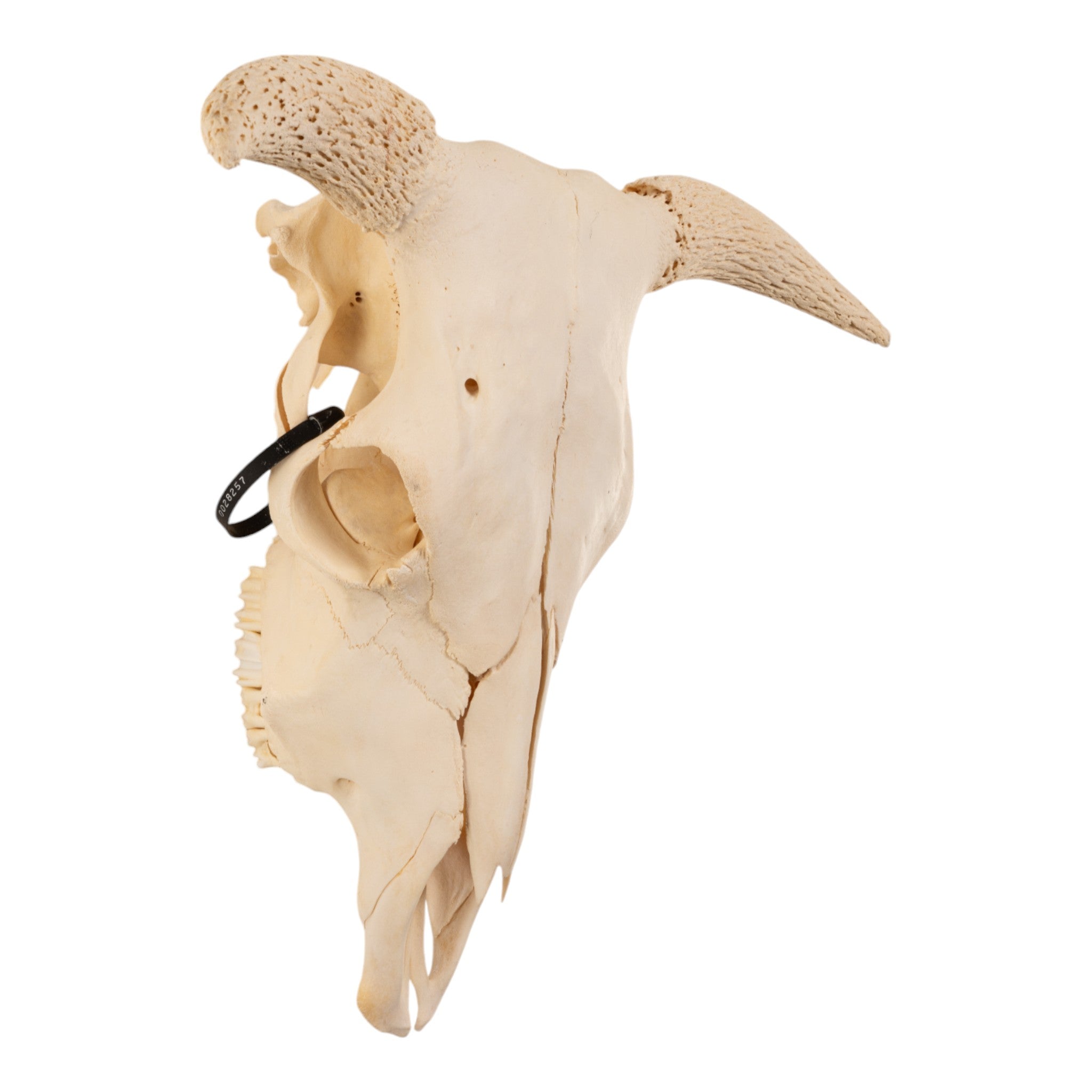 Authentic Domestic Cow Skull Without Horns – Natural Decor for Western Home, Ranch, or Halloween Display