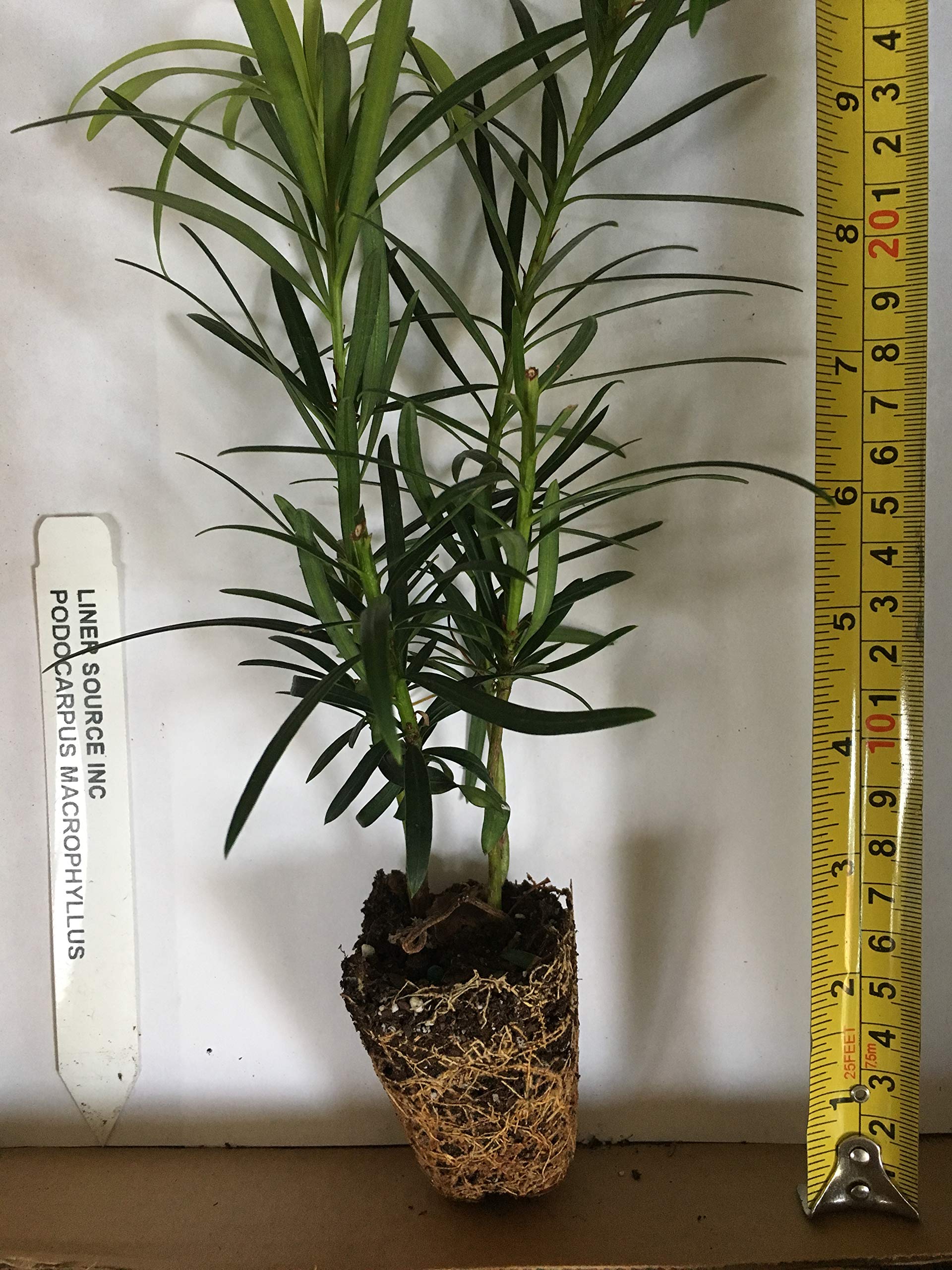 6 Podocarpus Macrophyllus Live Plants - Small Starter Plants Under 12 Inches for Landscaping, Hedge & Privacy Screen | Perfect for Garden, Patio & Outdoor Decor