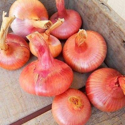 Italian Heirloom Cipollini Onion Seeds - Flat Pink to Red Bergamo Onion (100 Seeds) - Perfect for Home Gardening, Italian Cuisine & Gourmet Recipes