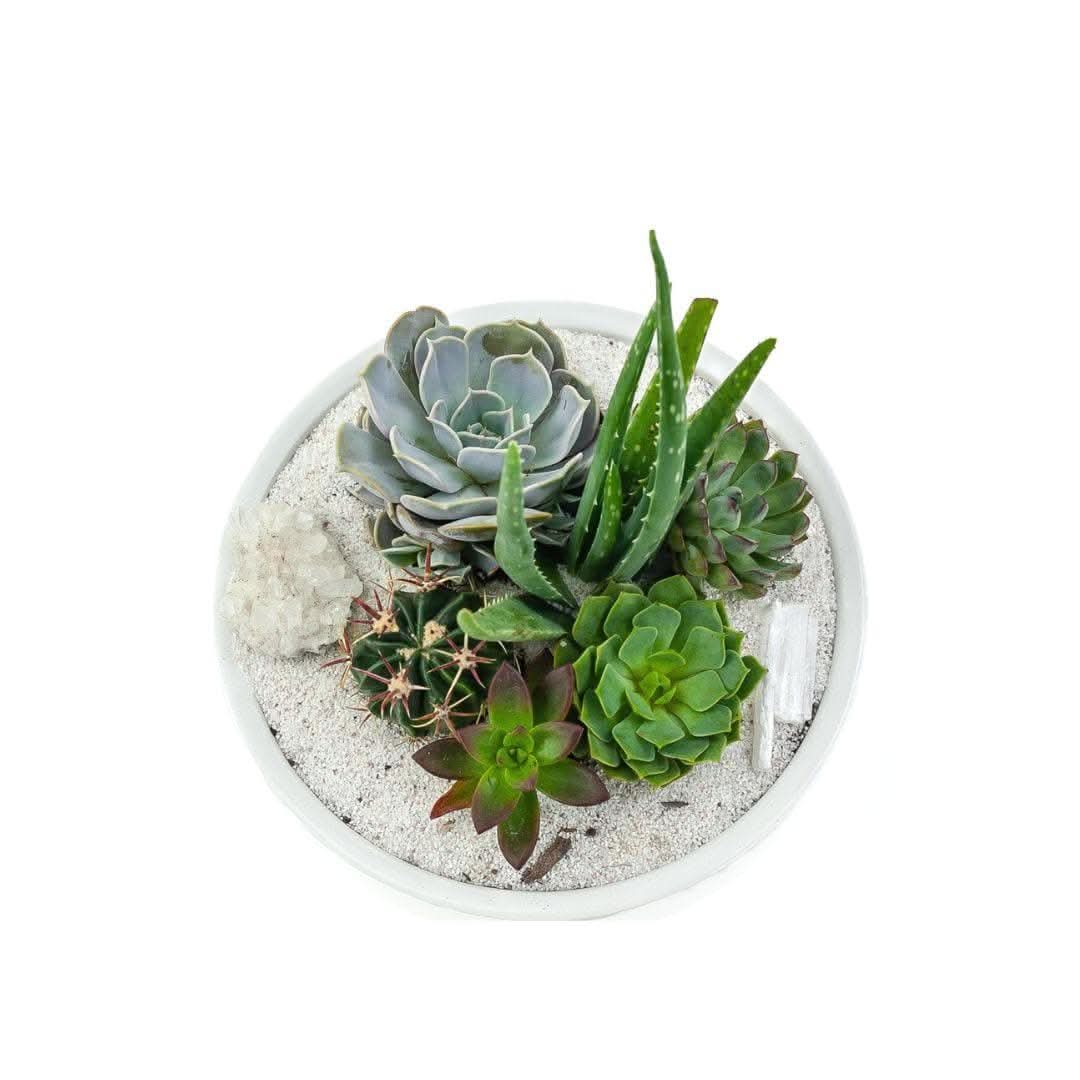 White Crystal Succulent Garden Kit - DIY Glass Terrarium with Real Plants for Home & Office Decor, Perfect Gift for Plant Lovers | Indoor Gardening, Zen Decor, Desk Ornament