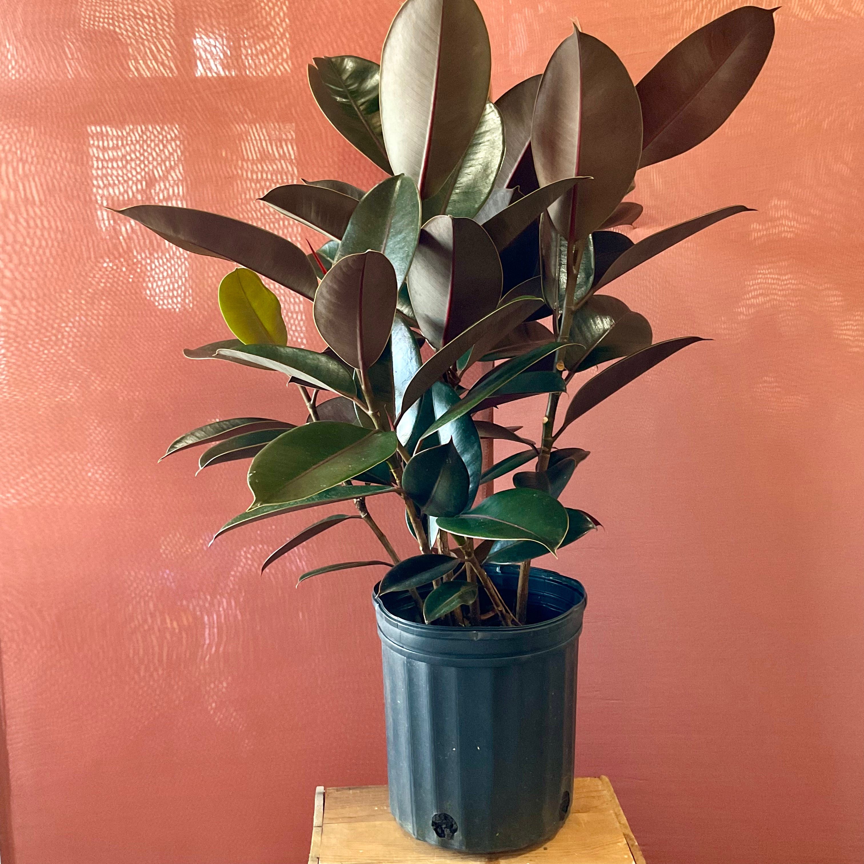 Large Rubber Tree Plant - Perfect for Indoor Decor, Office Greenery & Home Jungle Vibes