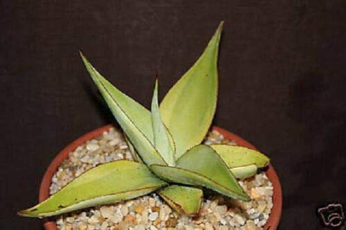 Agave Guiengola Lime Marginata Variegated - Rare Succulent Plant Collection (4