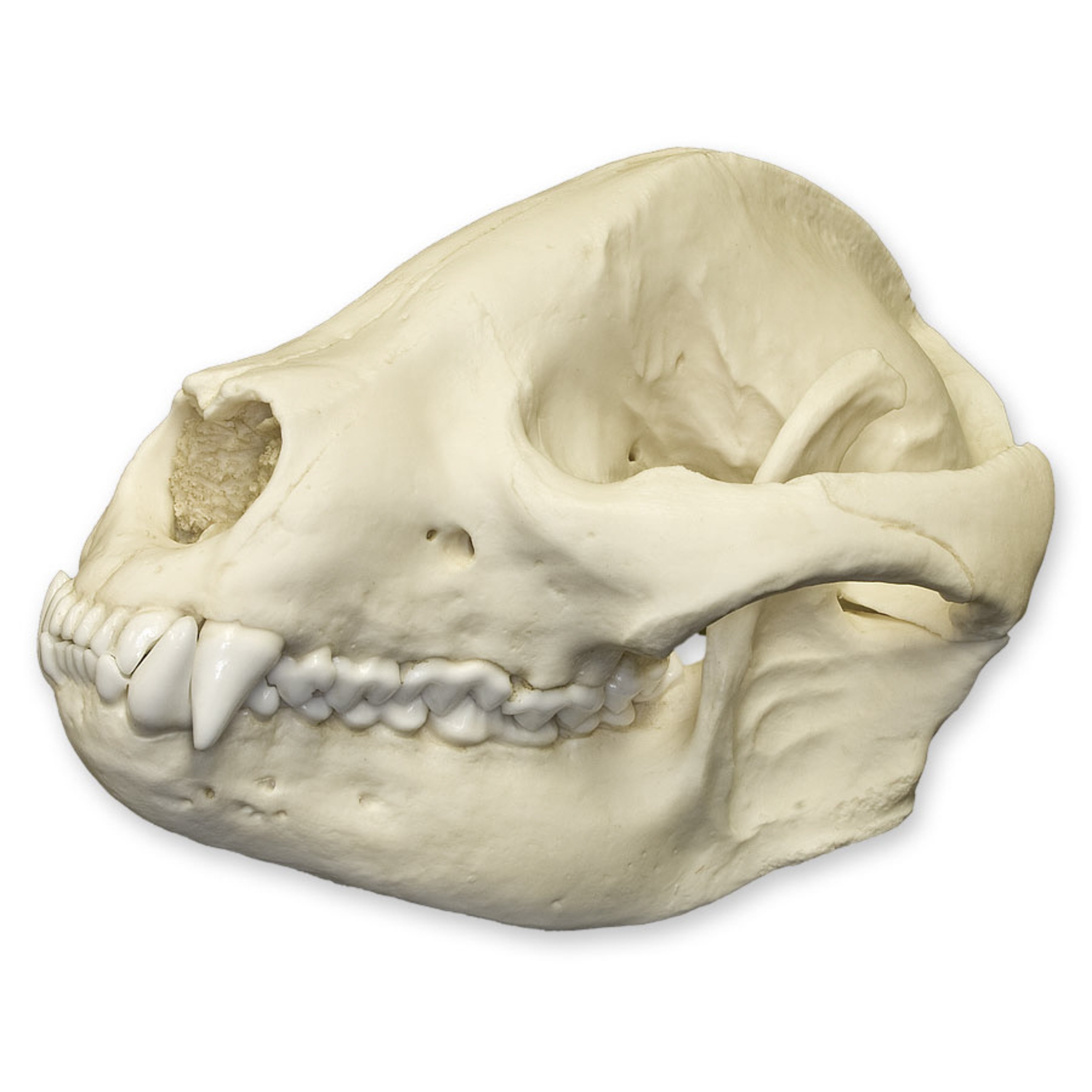 Replica Giant Panda Skull - Adolescent Size - Lifelike Animal Skull Model for Science Education, Home Decor, and Halloween Props