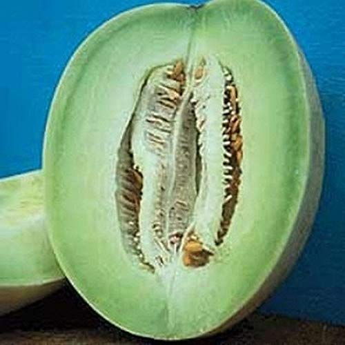 Honey Dew Green Flesh Melon Seeds - Sweet Lime-Green Flesh, Extra Juicy (25 Seeds) | Perfect for Home Gardening, Fresh Salads & Healthy Snacks
