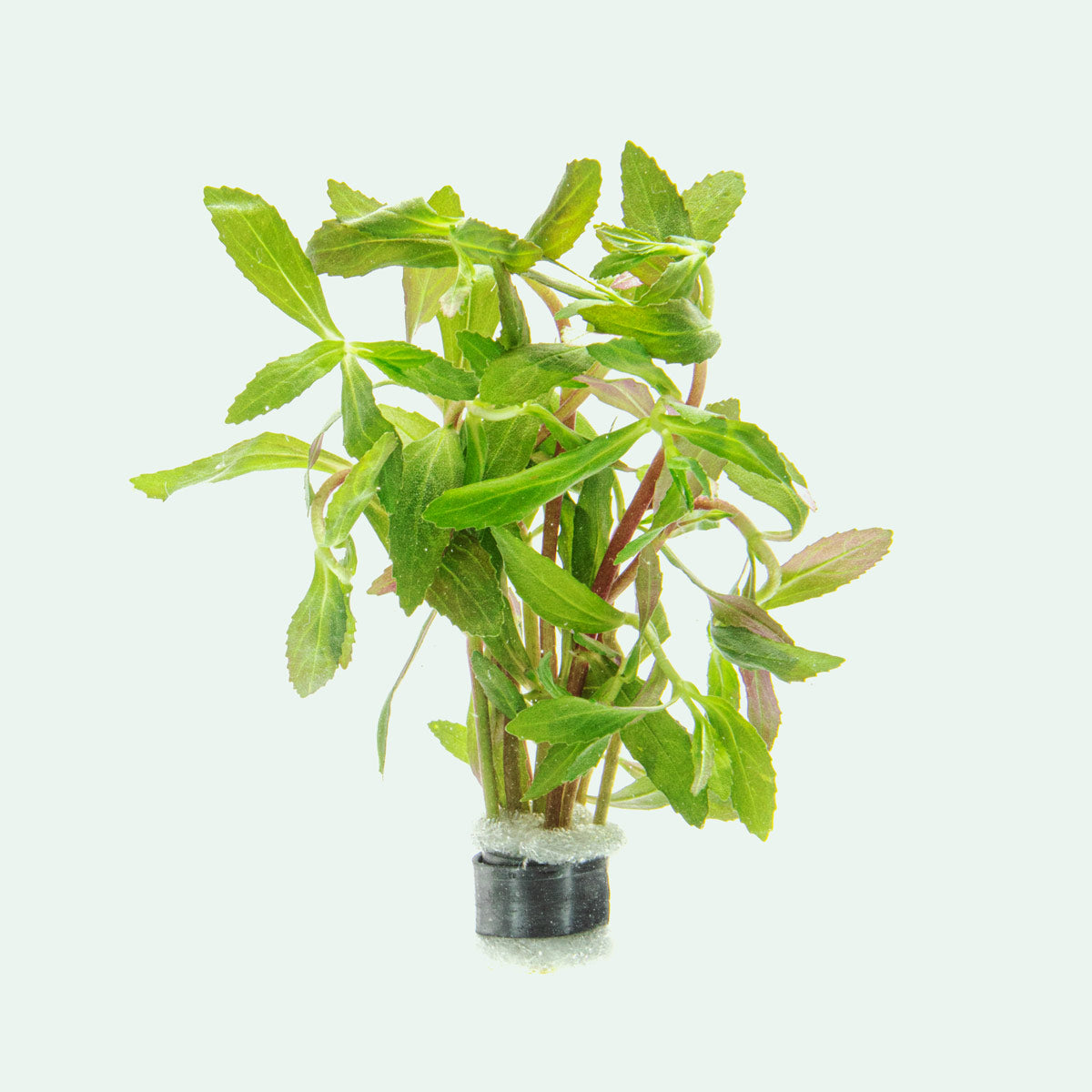 Limnophila Belem Aquatic Plant - Freshwater Aquarium Plant for Fish Tanks, Ponds & Aquascaping | Easy to Grow & Maintain | Perfect for Beginners & Experts