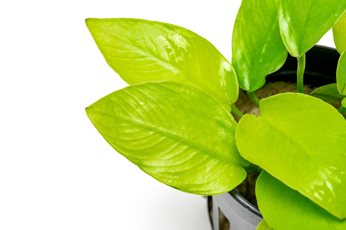 Anubias Nana Golden - Live Aquarium Plant for Freshwater Fish Tanks - Perfect for Aquascaping, Nano Tanks & Low Light Aquariums