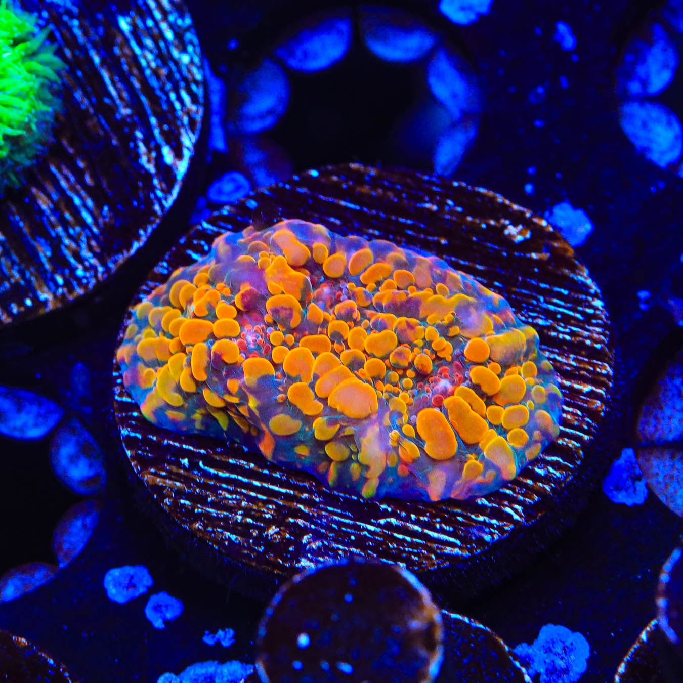 CC Cloudberry Chalice Coral - Premium Saltwater Aquarium Coral for Reef Tanks | Perfect for Marine Tank Decoration & Coral Propagation