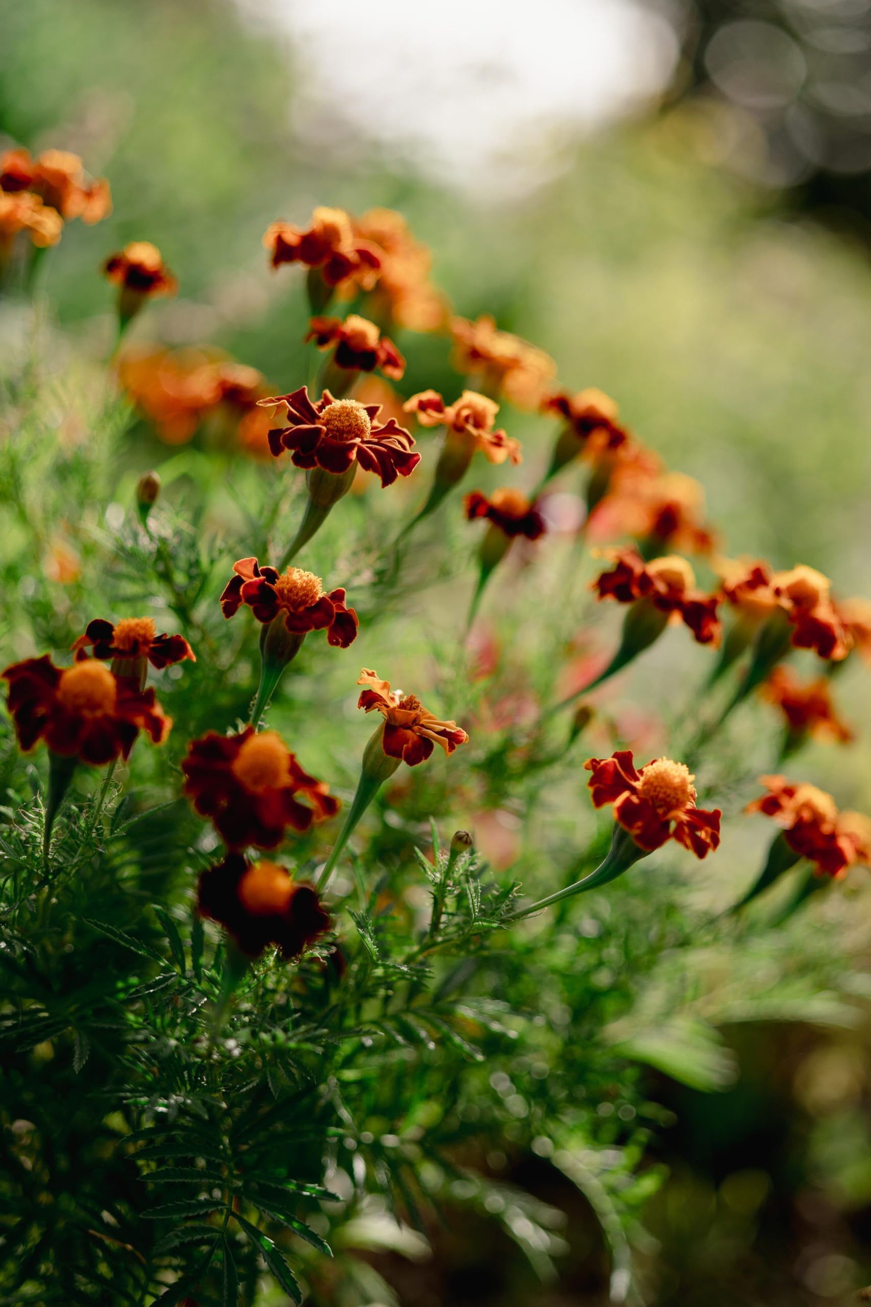 Organic Tashkent French Marigold Seeds - Non-GMO Heirloom Flower Seeds for Planting (Pack of 60) | USA-Grown Gardening Supplies for Outdoor Gardens, Wildflower Beds & Herb Gardens | Perfect for Pollinator-Friendly Landscapes & Container Gardening