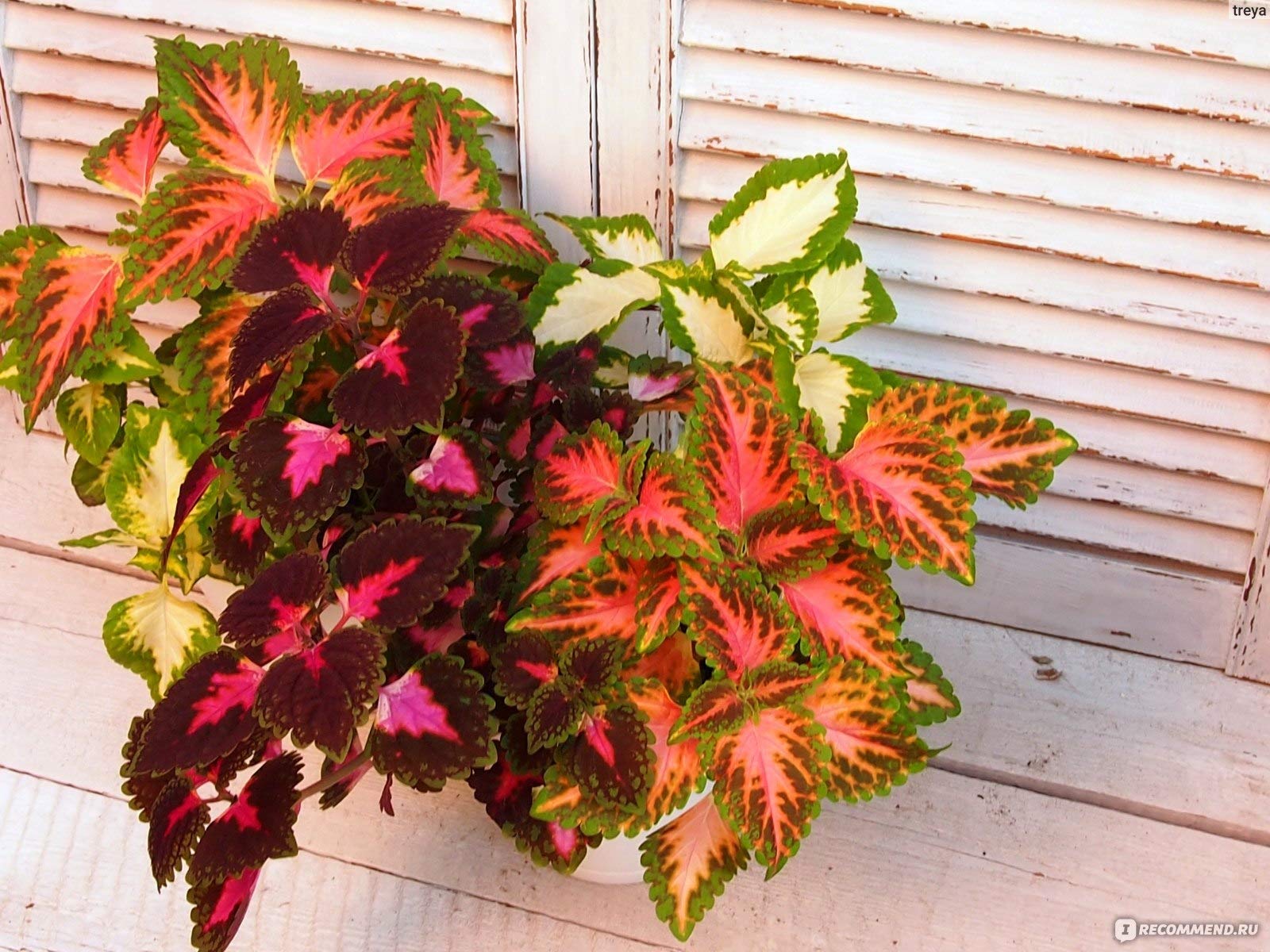 Coleus Blumei Seed Mix - Painted Nettle Non-GMO Flower Seeds (200+ Seeds) for Gardening, Landscaping & Indoor/Outdoor Planting