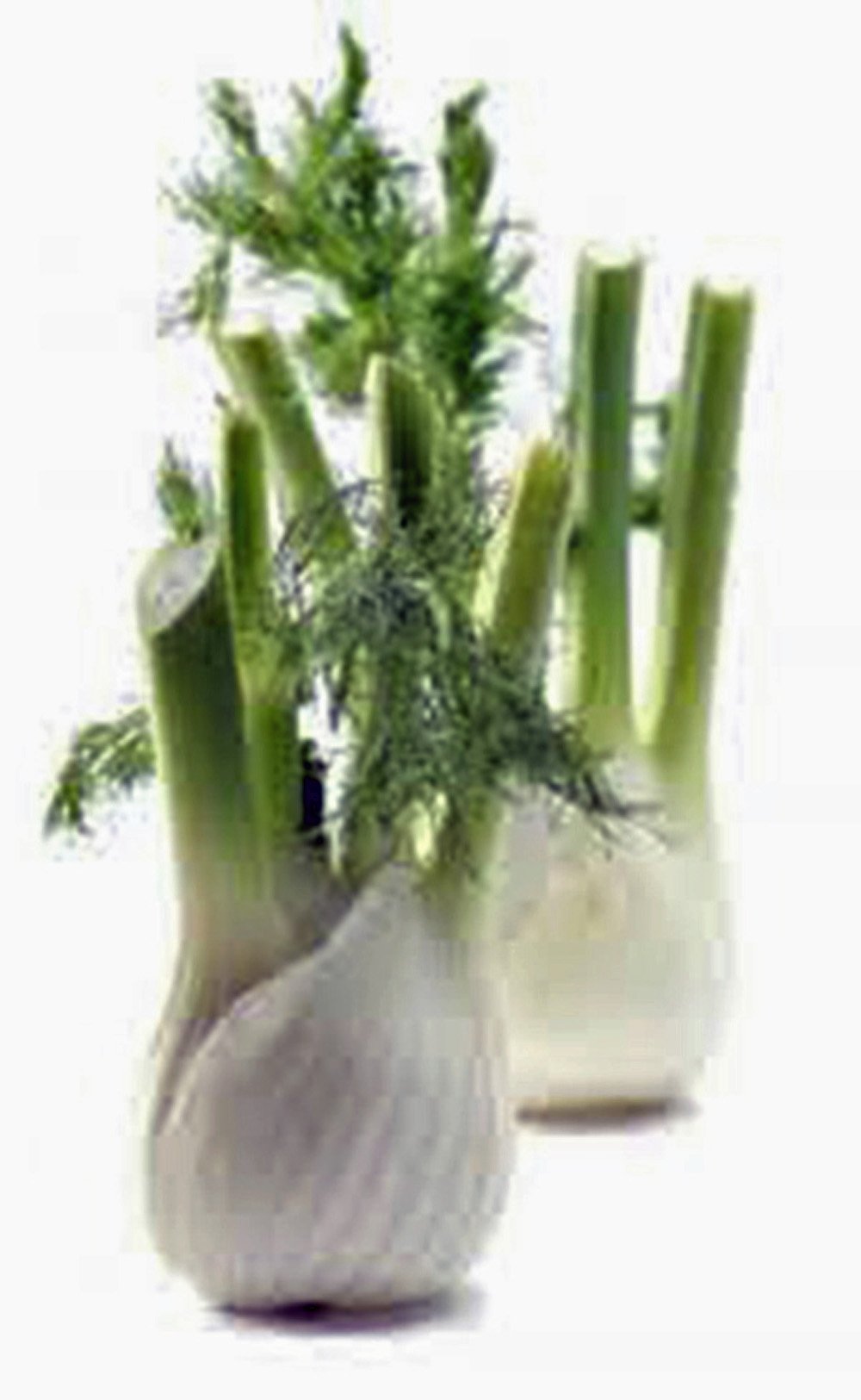 Organic Heirloom Florence Fennel Seeds - Non-GMO, 25+ Count - Country Creek Acres - Perfect for Herb Gardens, Cooking & Natural Remedies