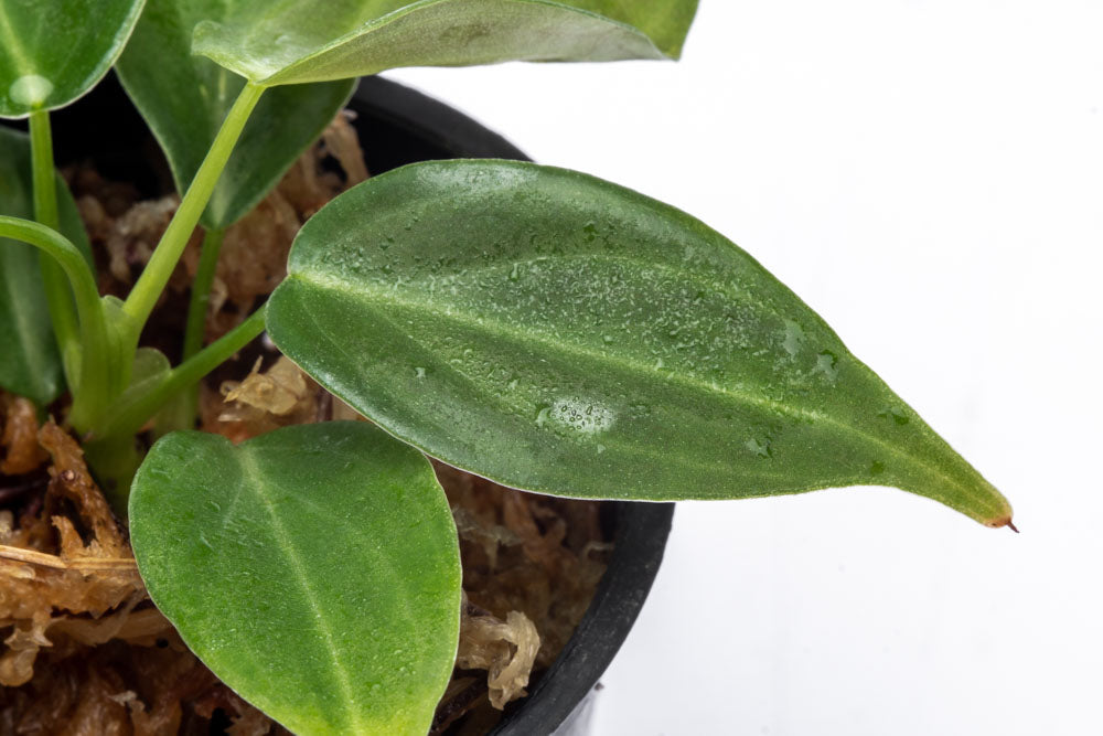 Philodendron Glorious Bare Root Plant - Live Tropical Houseplant for Home & Office Decor - Perfect for Indoor Gardens, Terrariums, and Plant Enthusiasts