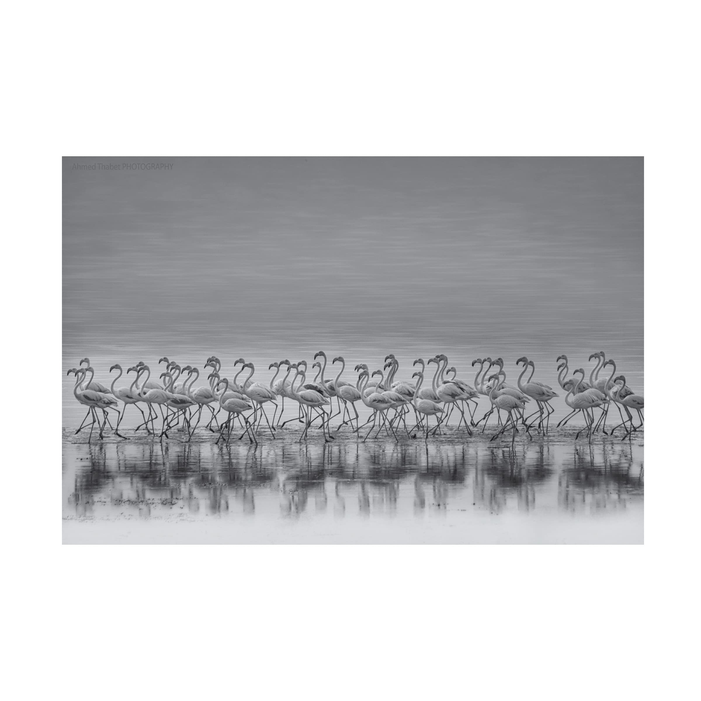 Trademark Fine Art 'Comrades' Canvas Wall Art by Ahmed Thabet - Modern Home Decor for Living Room, Bedroom & Office