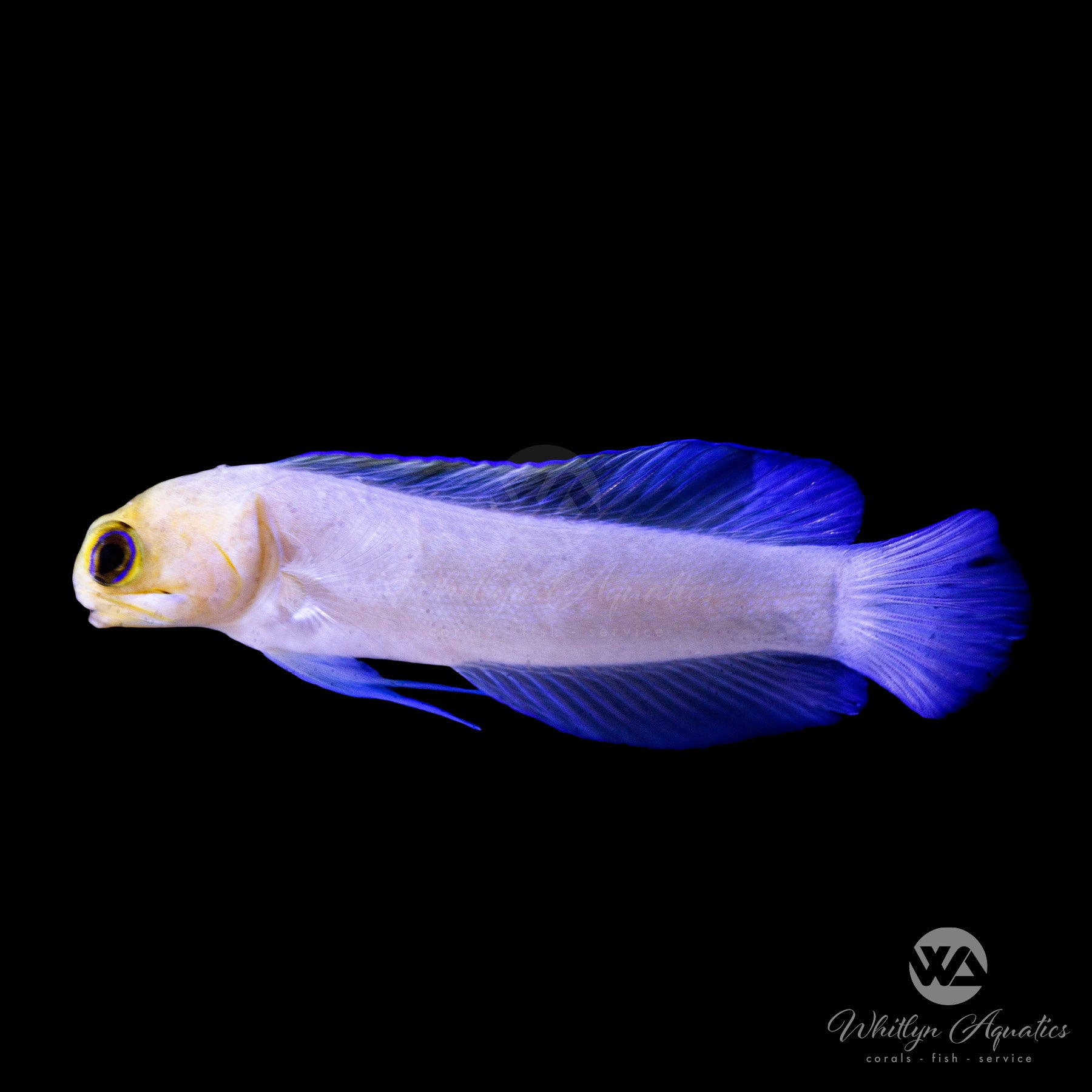 Pearly Yellowhead Jawfish (Opistognathus aurifrons) - Saltwater Aquarium Fish for Reef Tanks & Marine Habitats