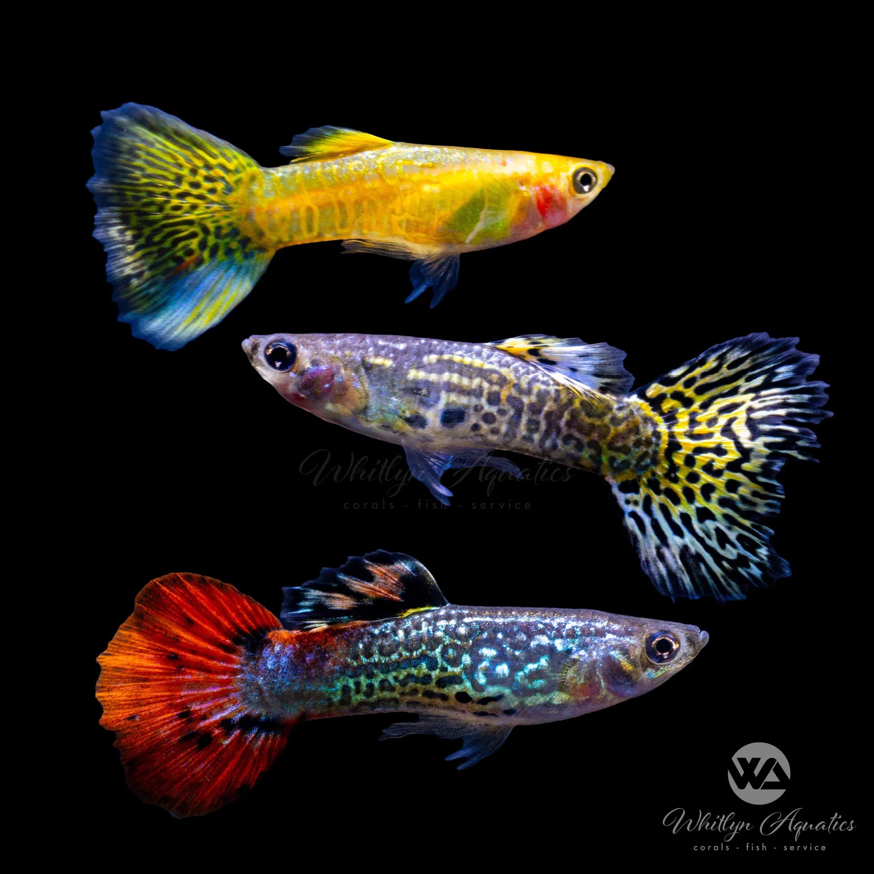 Vibrant Assorted Snakeskin Male Guppies - Live Tropical Fish for Aquariums & Fish Tanks | Perfect for Home Aquascaping & Breeding