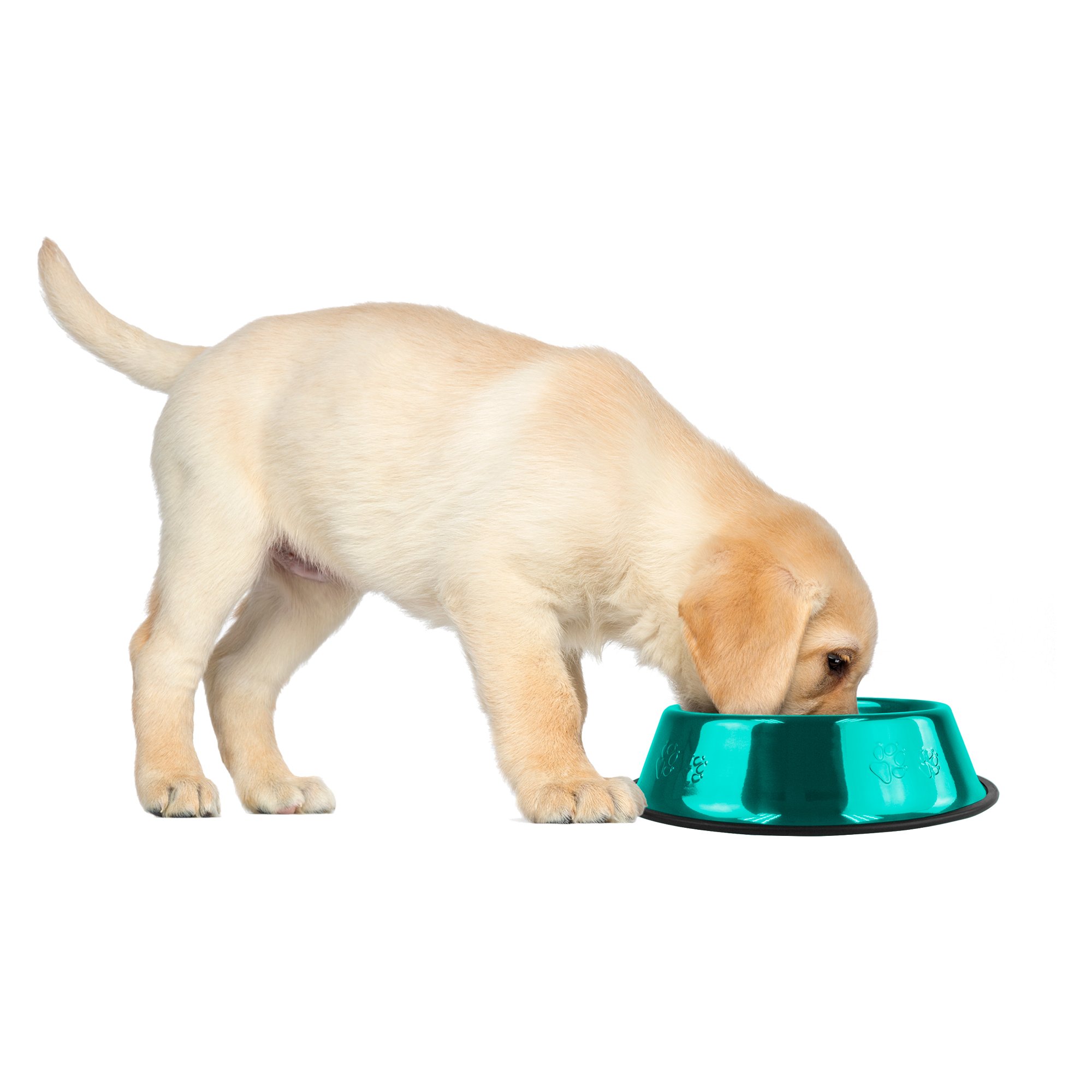 Platinum Pets Non-Slip Stainless Steel Dog Bowl - 6 oz, Caribbean Teal - Perfect for Small Dogs & Puppies, Travel & Home Use
