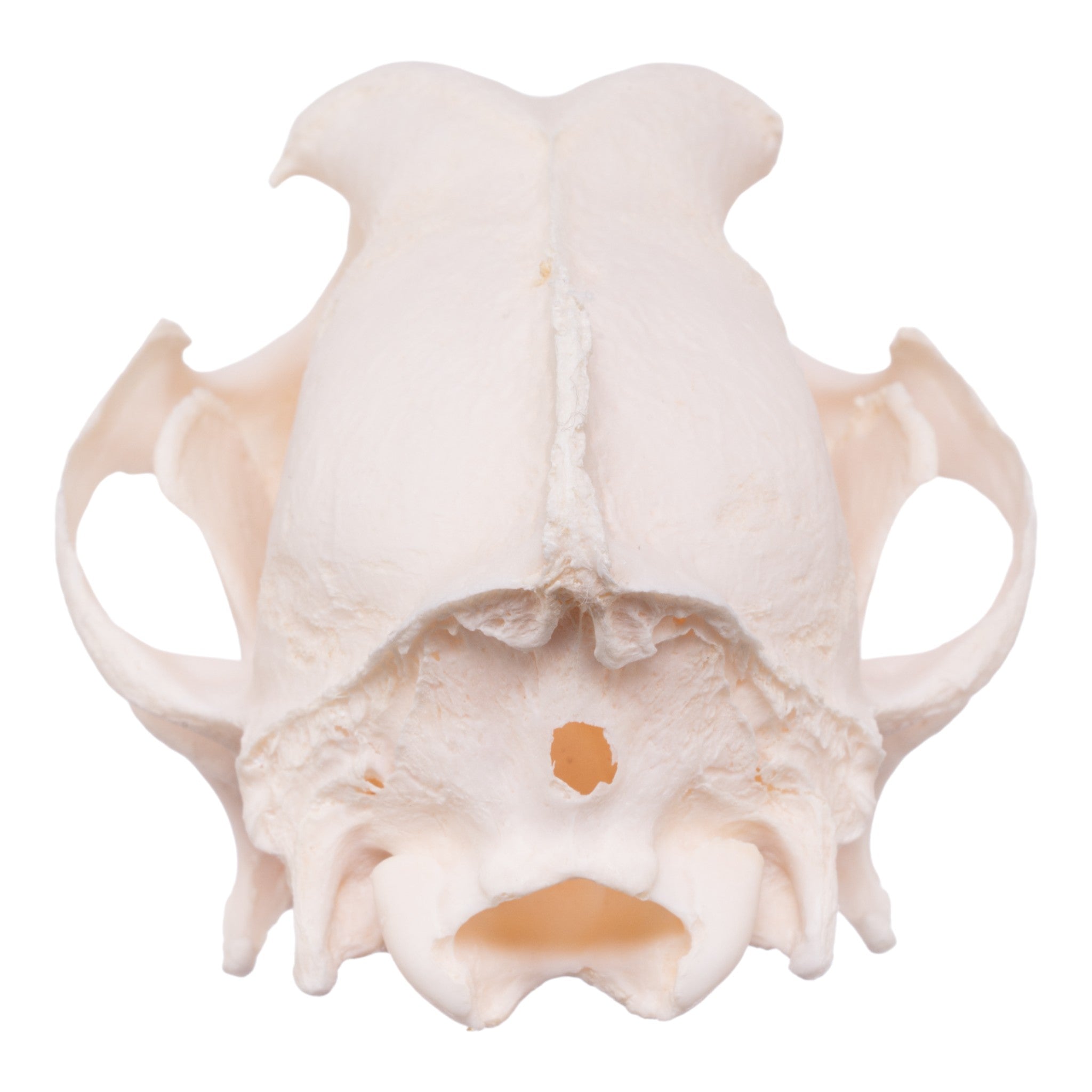 Authentic Shetland Sheepdog Skull - Real Domestic Dog Skull with Periodontal Details | Veterinary Study, Animal Anatomy Display, Halloween Decor