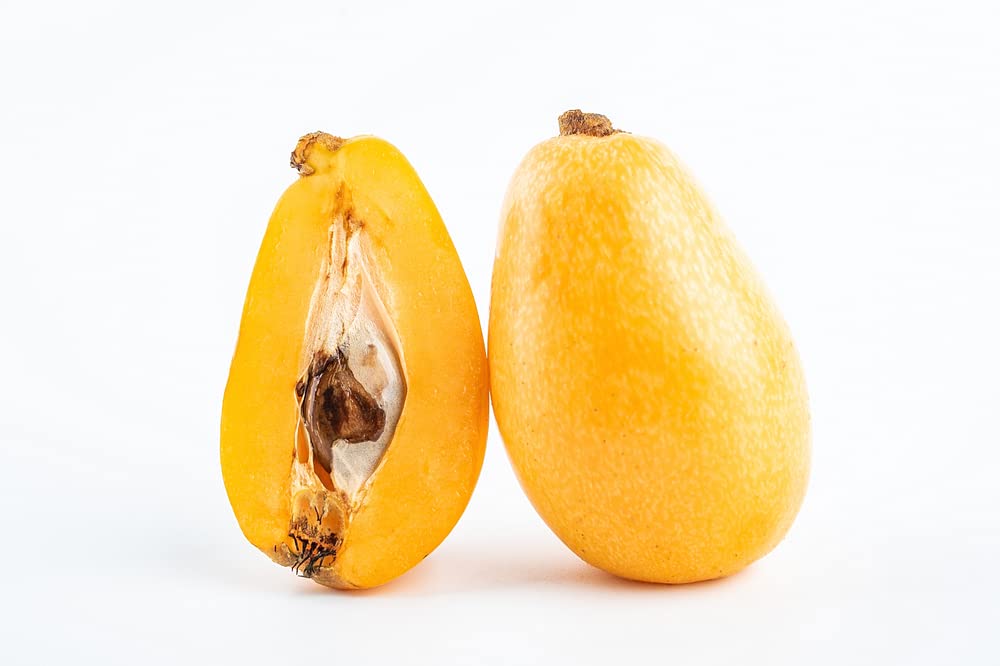 Organic Loquat Fruit Tree Seeds for Planting - Non-GMO Heirloom Eriobotrya Japonica - 3 Seeds per Packet by Isla's Garden Seeds - Perfect for Home Gardening, Edible Landscaping & Unique Gifts